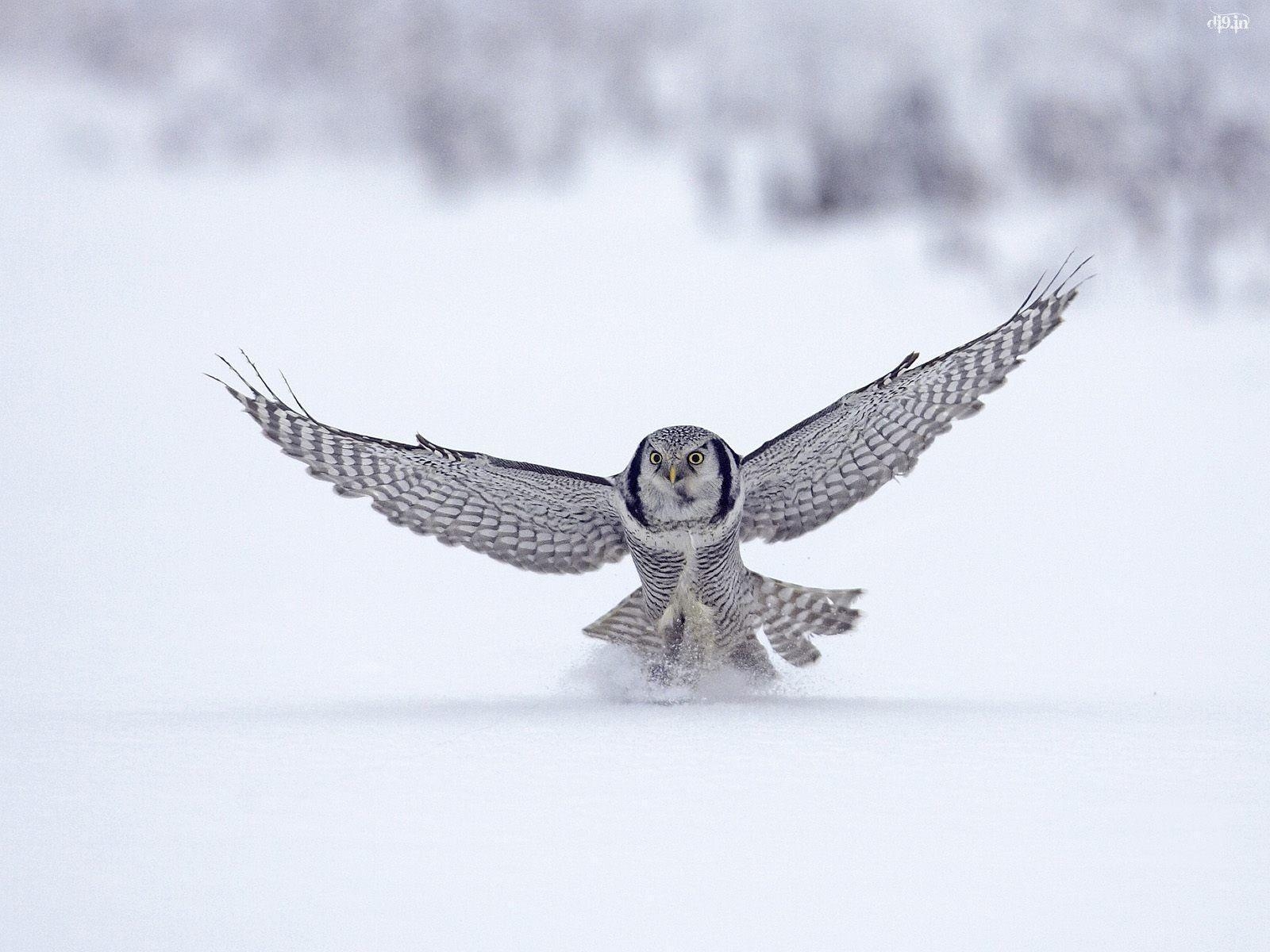 1600x1200 Pix For > White Owl Wallpaper, Desktop