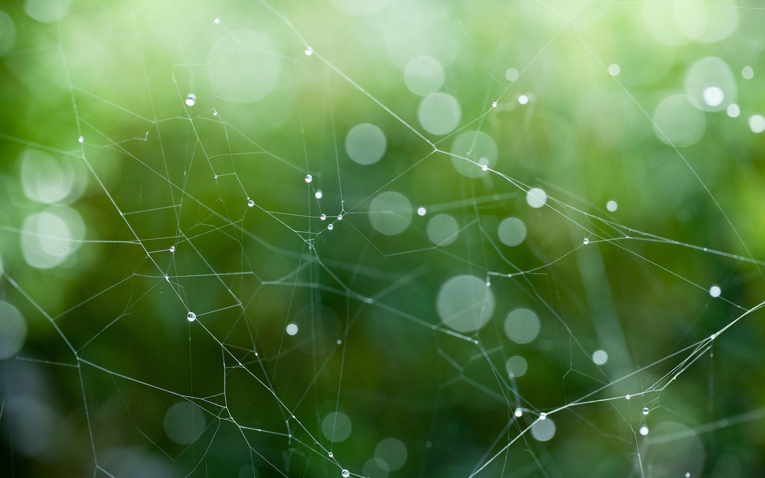 2560x1600 Wet Spider Web widescreen wallpaper. Wide, Desktop