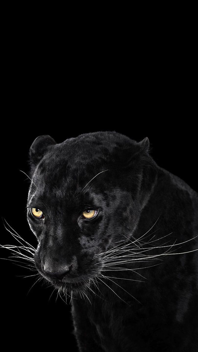 810x1440 Black Panther Wallpaper IPhone Wallpaper, Phone