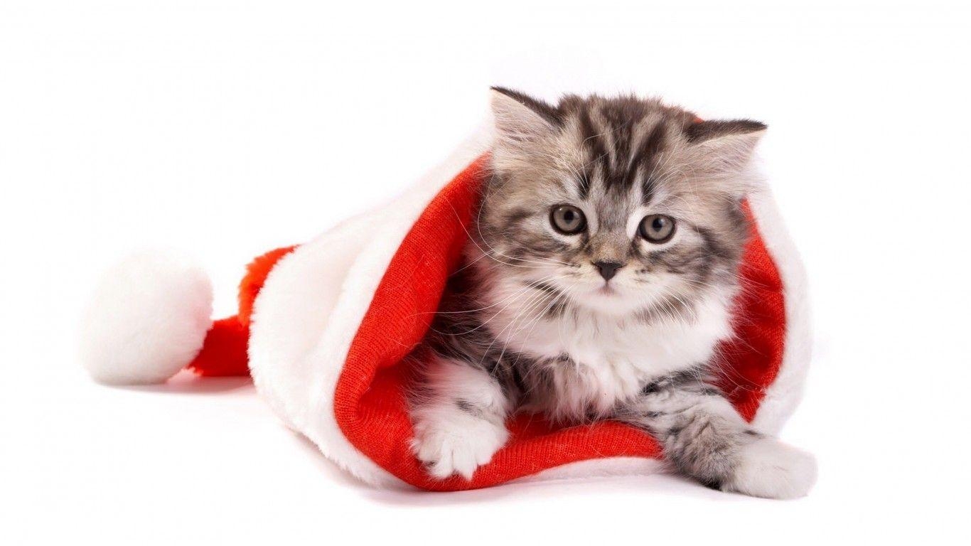 1370x770 Christmas Gray Kitten In A Red Cap Desktop Wallpaper HD, Desktop