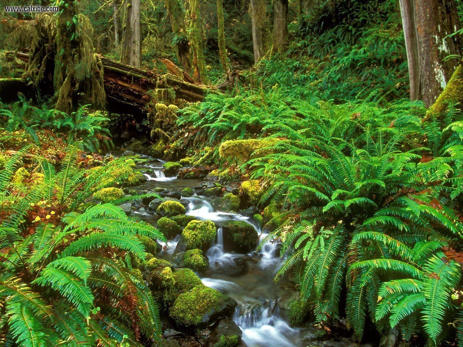 1600x1200 Nature: Rainforest Stream Olympic National Park Washington, Desktop