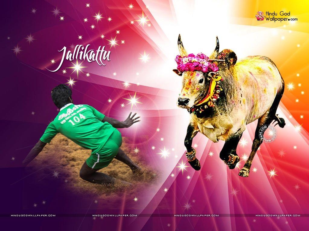 1030x770 Jallikattu Kaalai Wallpaper. kolam. Wallpaper, Desktop