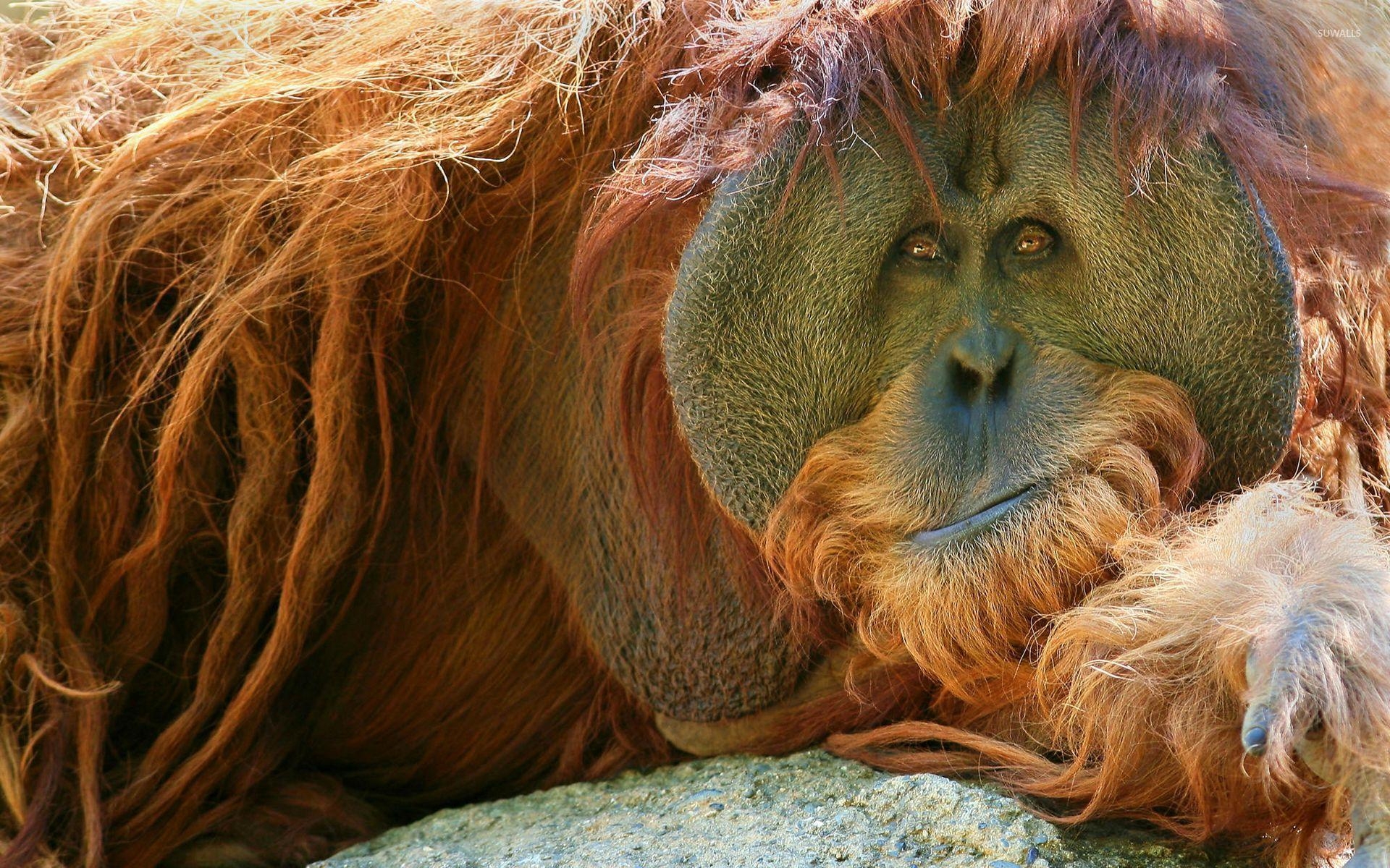 1920x1200 Orangutan resting on the rock wallpaper wallpaper, Desktop