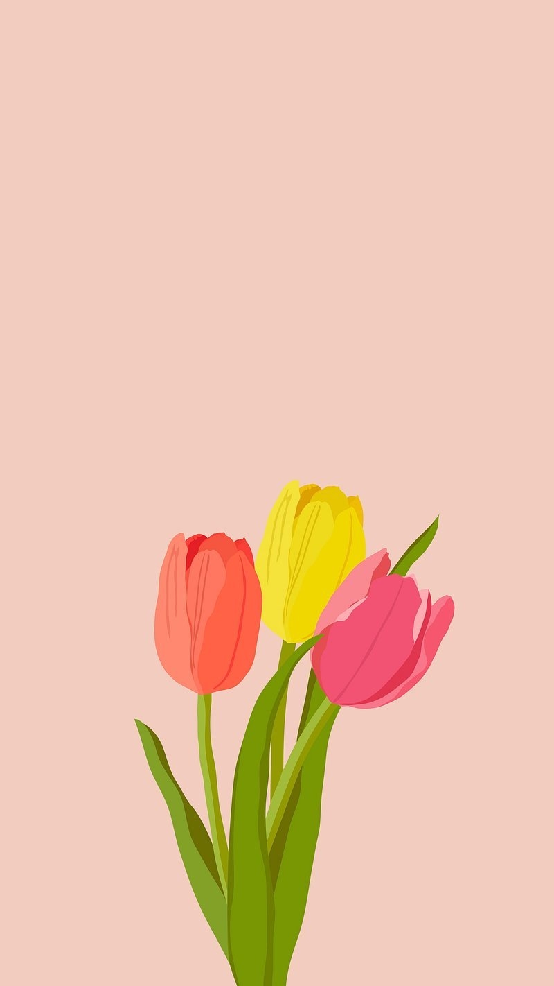 800x1430 Colorful tulips phone wallpaper, pink, Phone