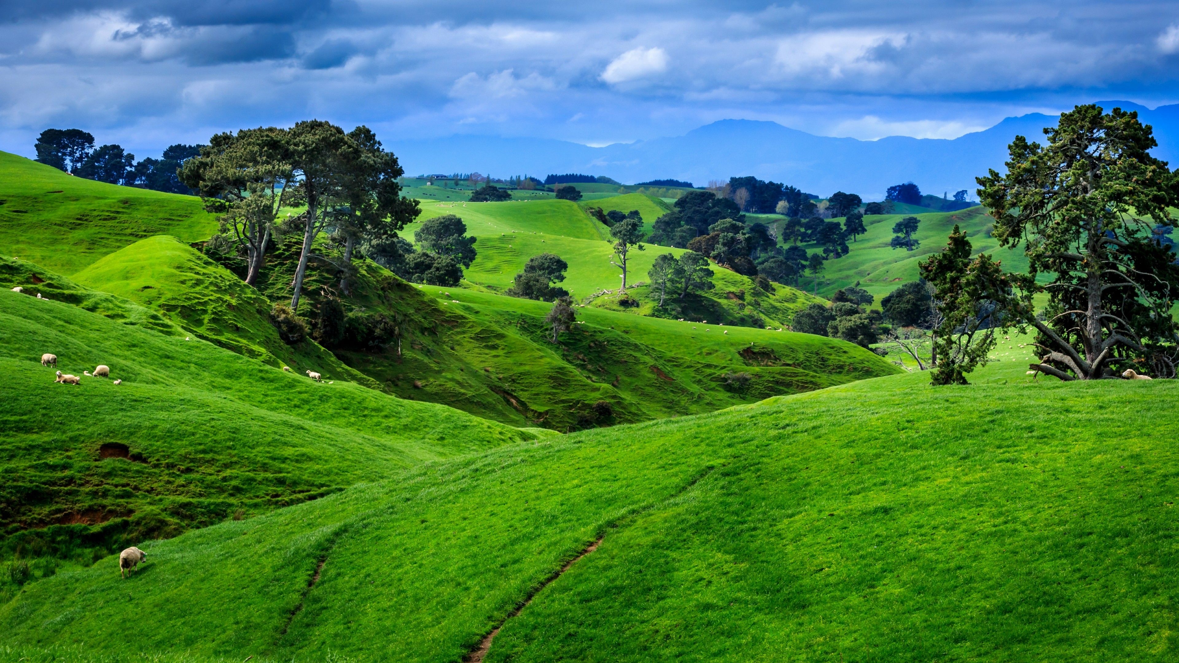 3840x2160 Hill Slopes With Lambs In New Zealand Wallpaper. Wallpaper Studio, Desktop