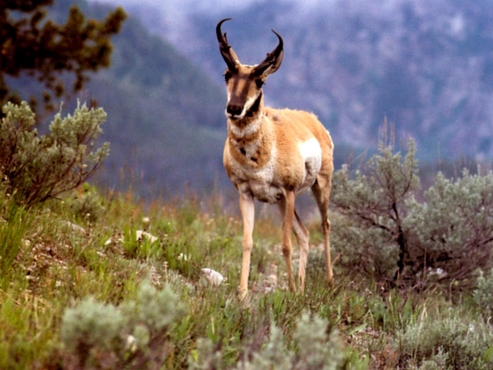 1600x1200 High Definition New Wallpaper: Pronghorn Wallpaper, Desktop