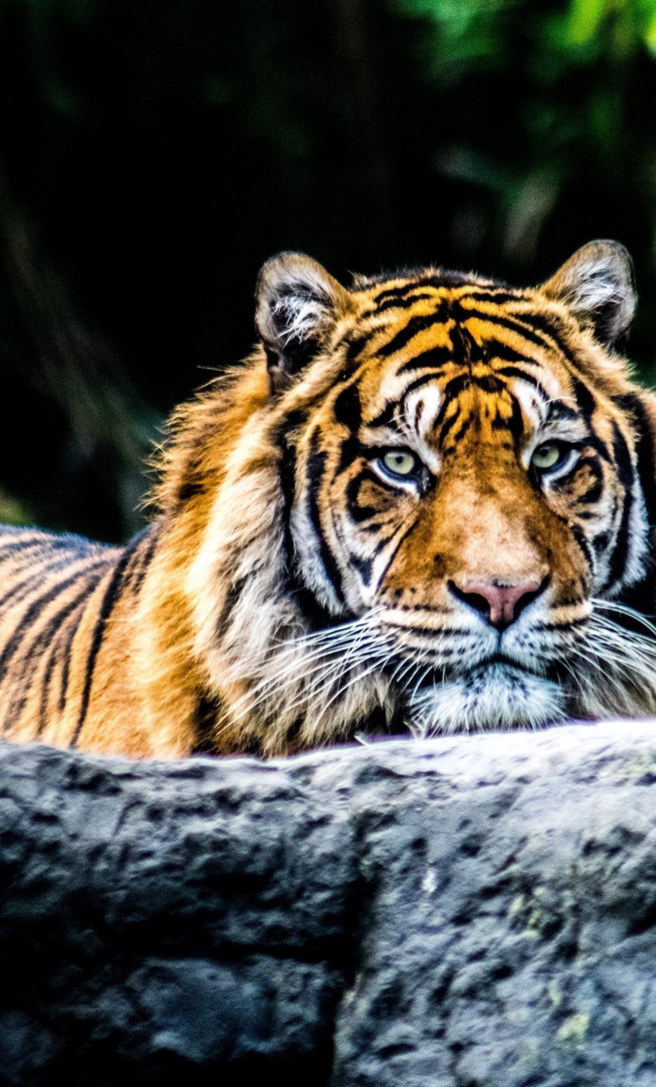 1280x2120 Download  Wallpaper Tiger, Predator, Animal, Phone