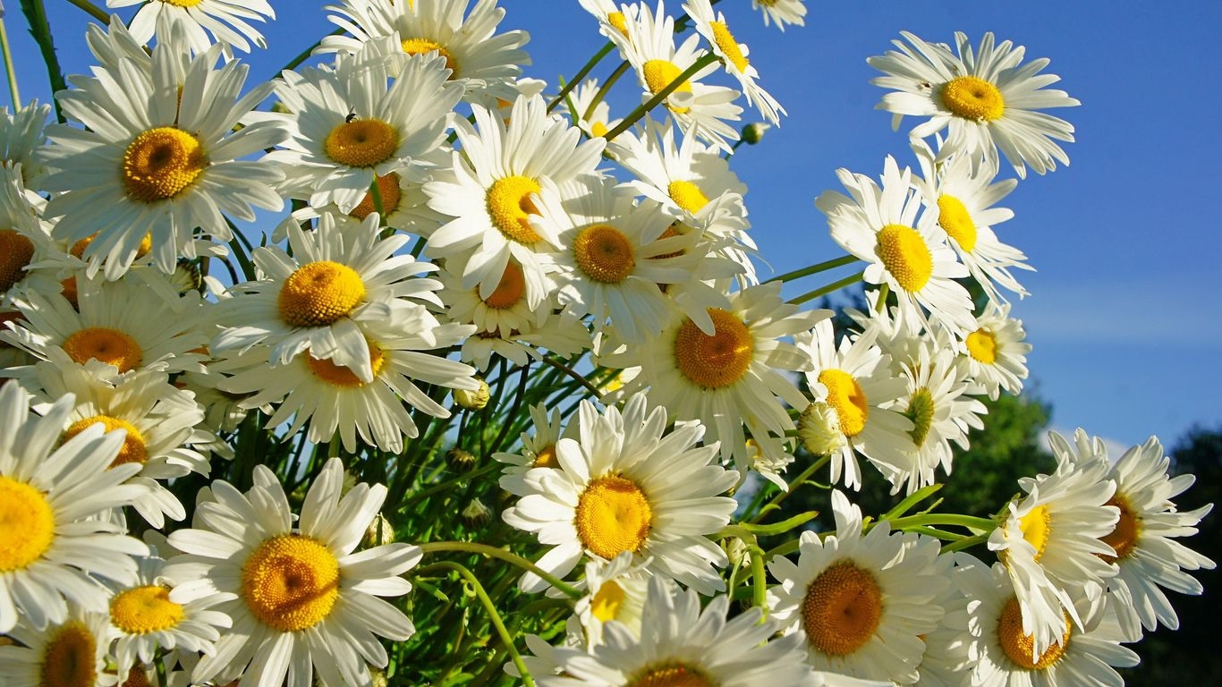 1370x770 Download wallpaper  daisies, flower, sky, sunny, summer tablet, laptop HD background, Desktop