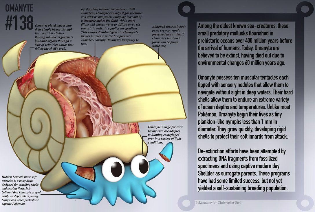 1090x740 Omanyte Anatomy Pokedex Entry By Christopher Stoll, Desktop