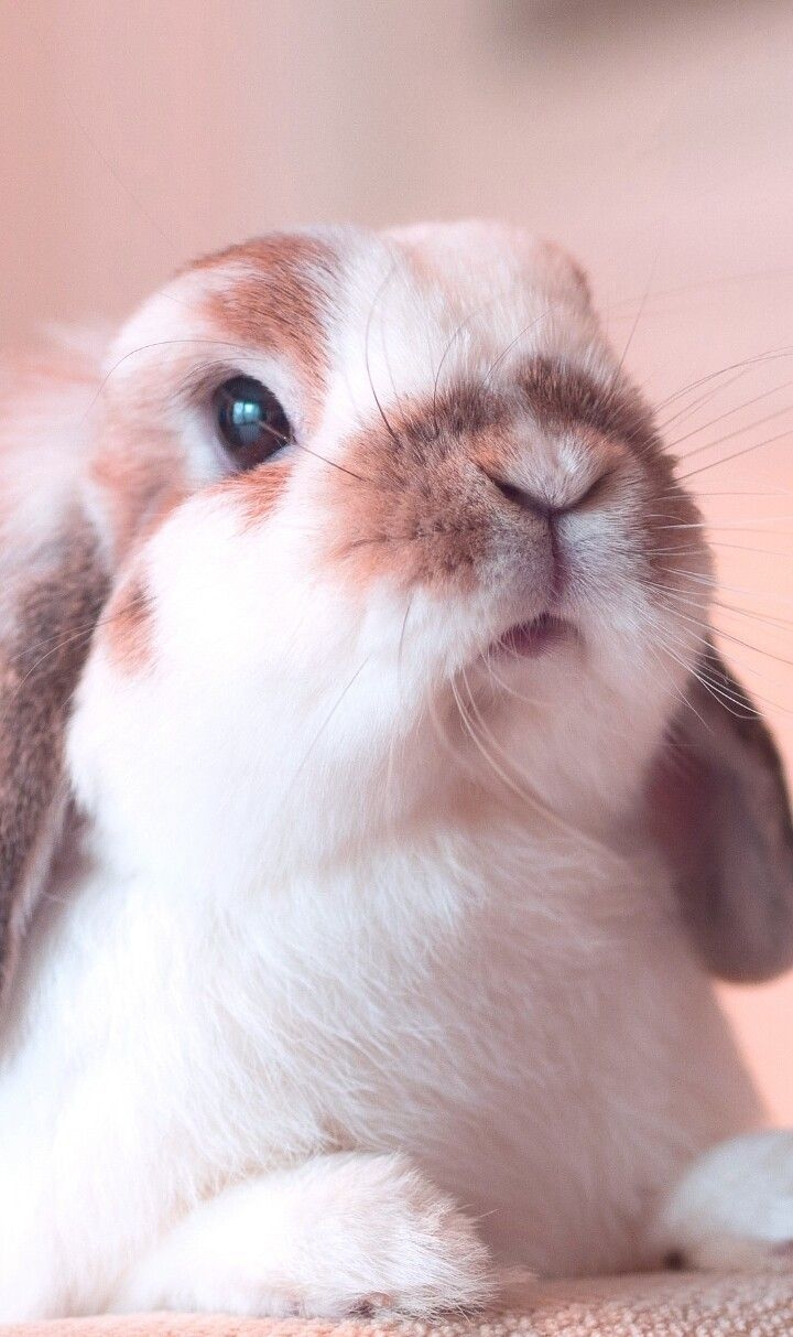 720x1220 animals, baby, background, beautiful, beauty, bunny, colorful, Phone