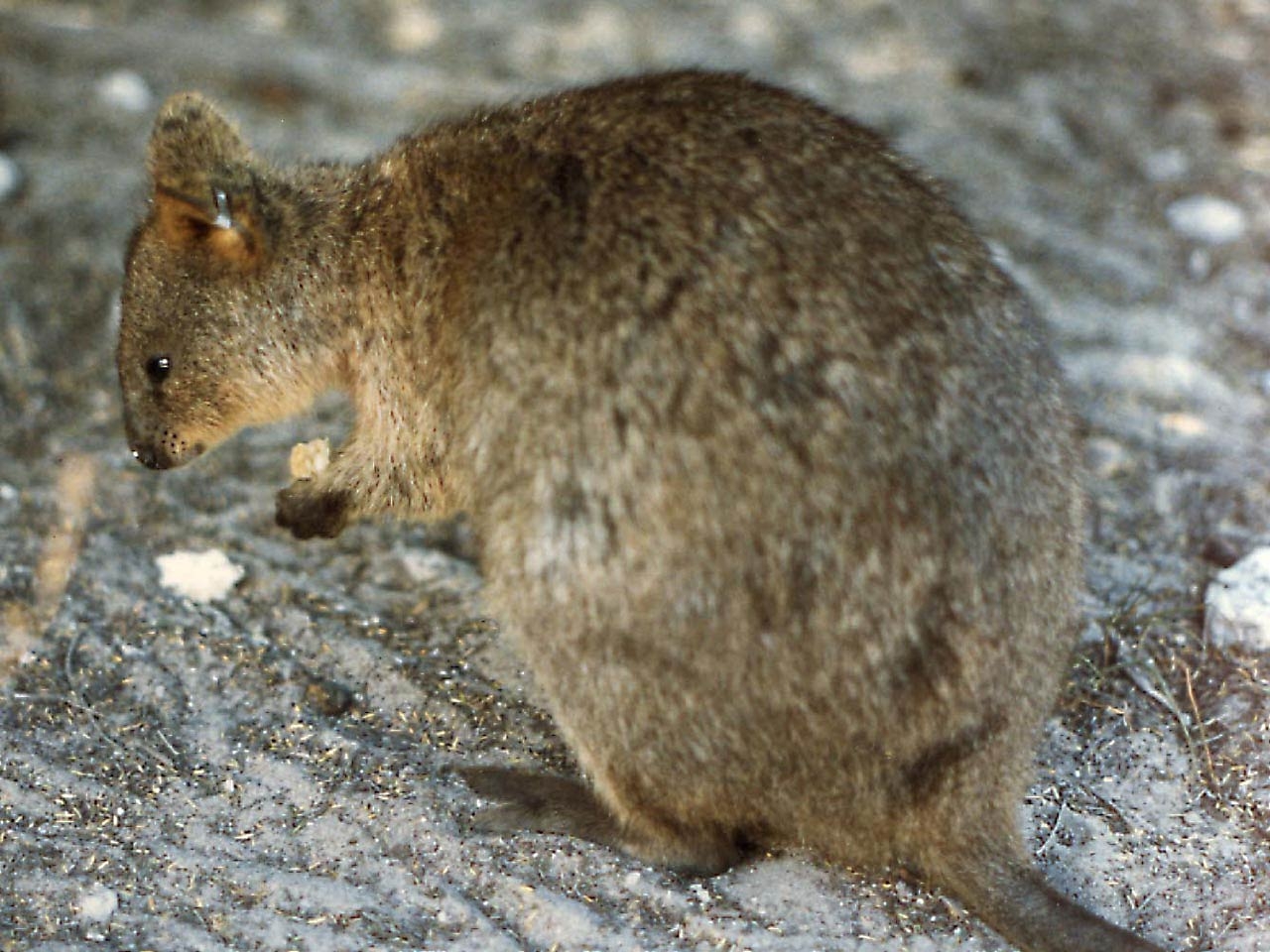 1280x960 Quokka Wallpaper, Desktop