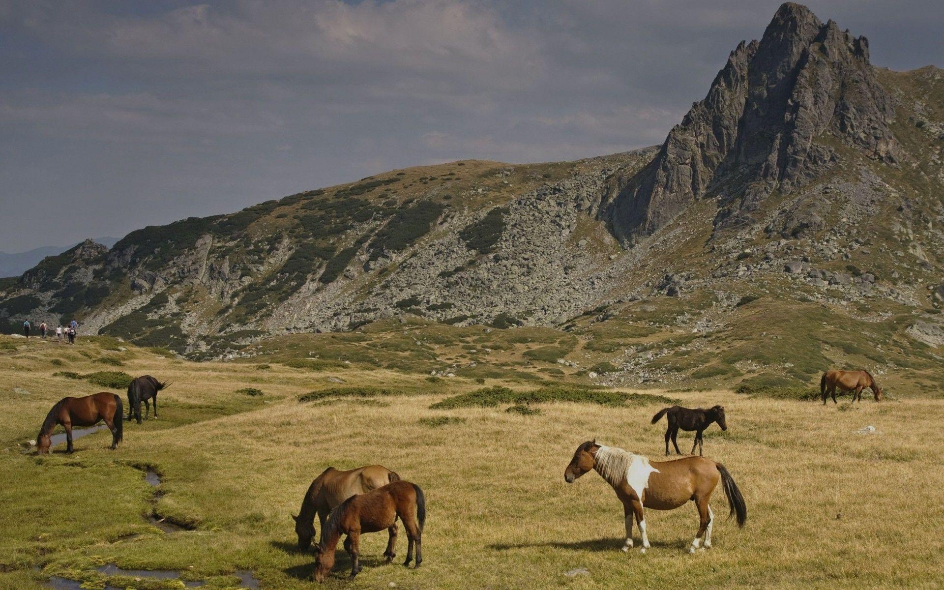 1920x1200 Horses Rila Mountains Bulgaria wallpaper. Horses Rila Mountains, Desktop