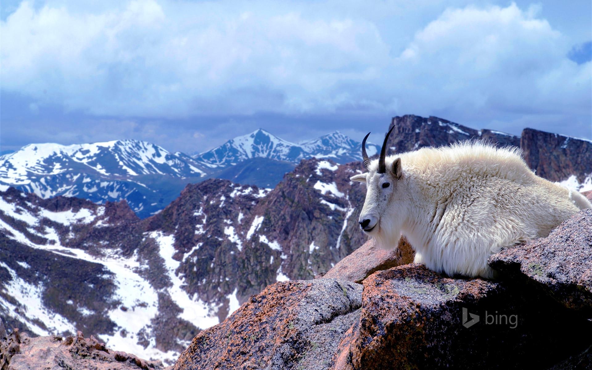 1920x1200 Mountain goat on Mount Evans, near Denver, Colorado © Corbis Motion, Desktop