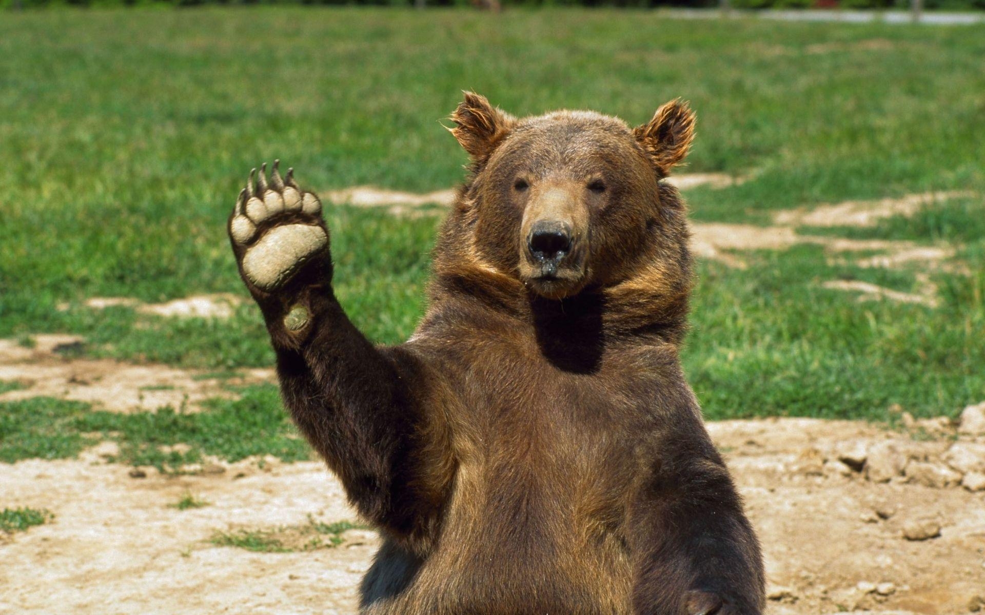 1920x1200 Grizzly Bear Standing, Desktop