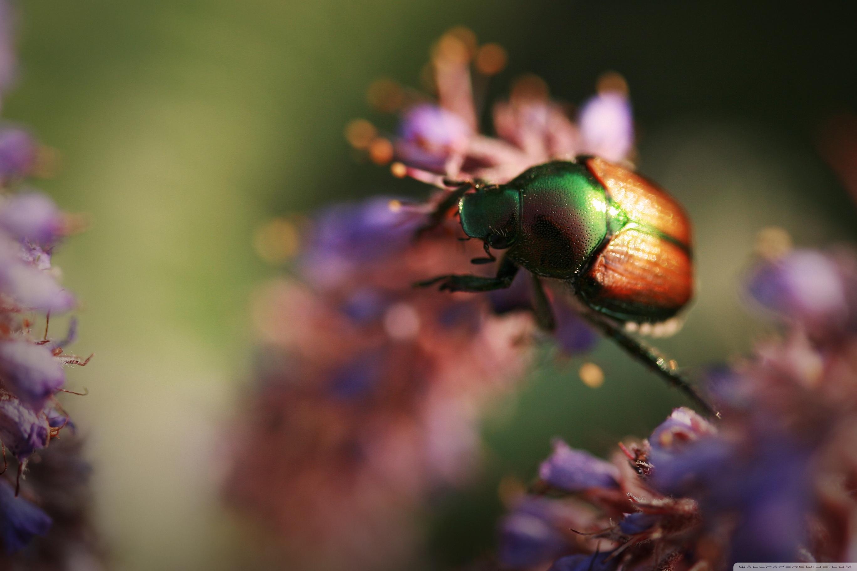 2740x1830 Colorful Beetle Insect Ultra HD Desktop Background Wallpaper, Desktop