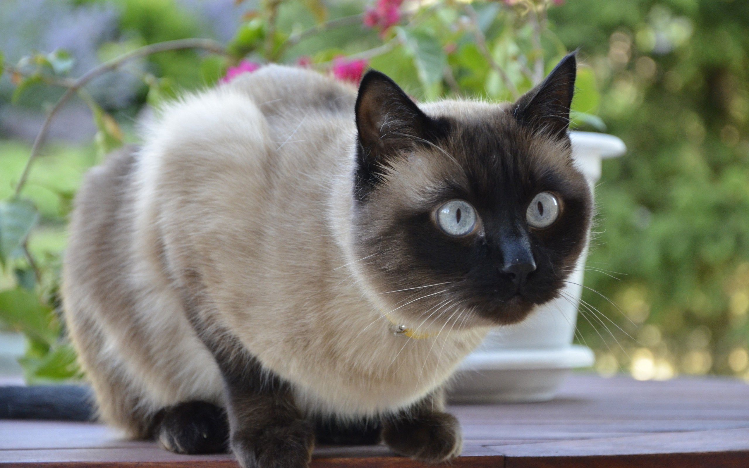 2560x1600 Beautiful Siamese cat saw someone wallpaper and image, picture, photo, Desktop