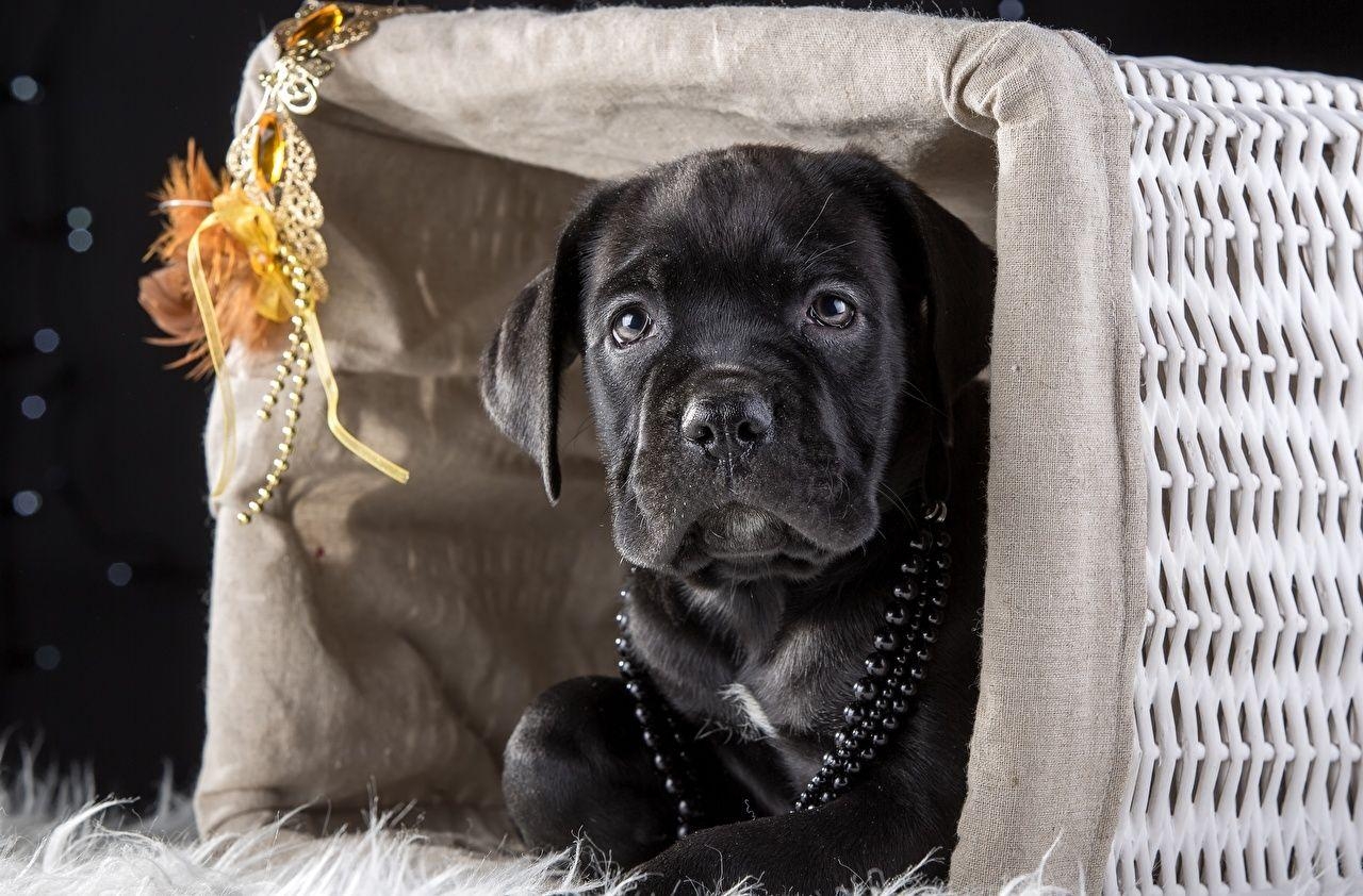 1280x850 Cane Corso Dogs Black Wicker basket Animals, Desktop