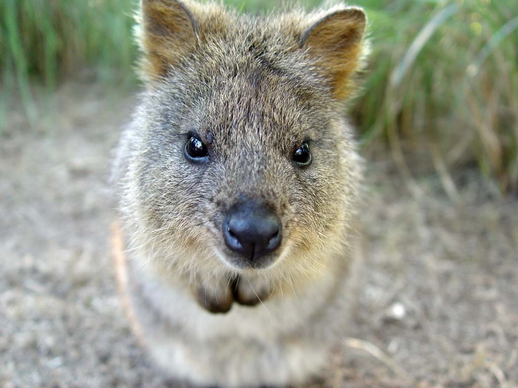 1030x770 Quokka, Desktop