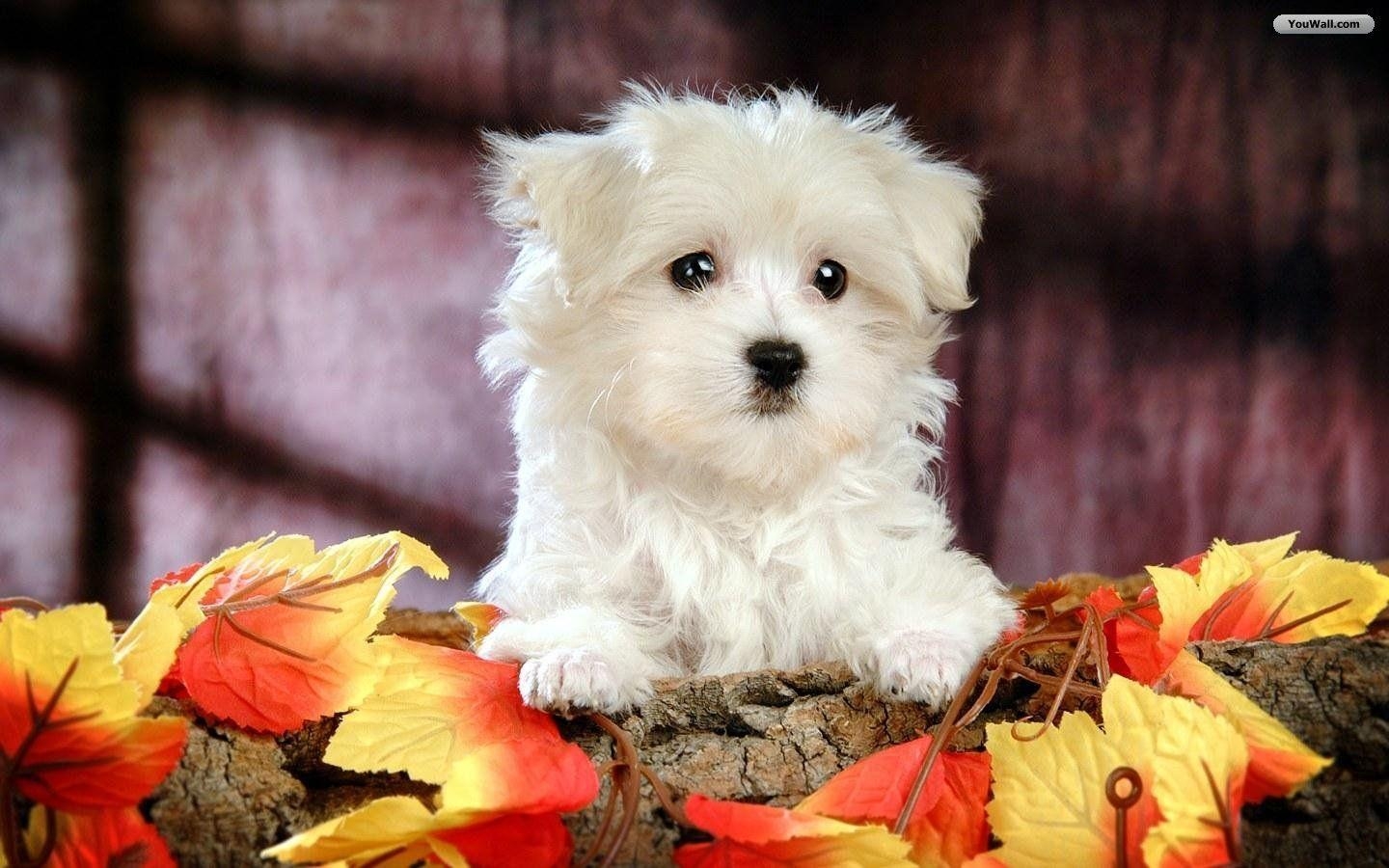 1440x900 Animals For > Cute White Dogs, Desktop