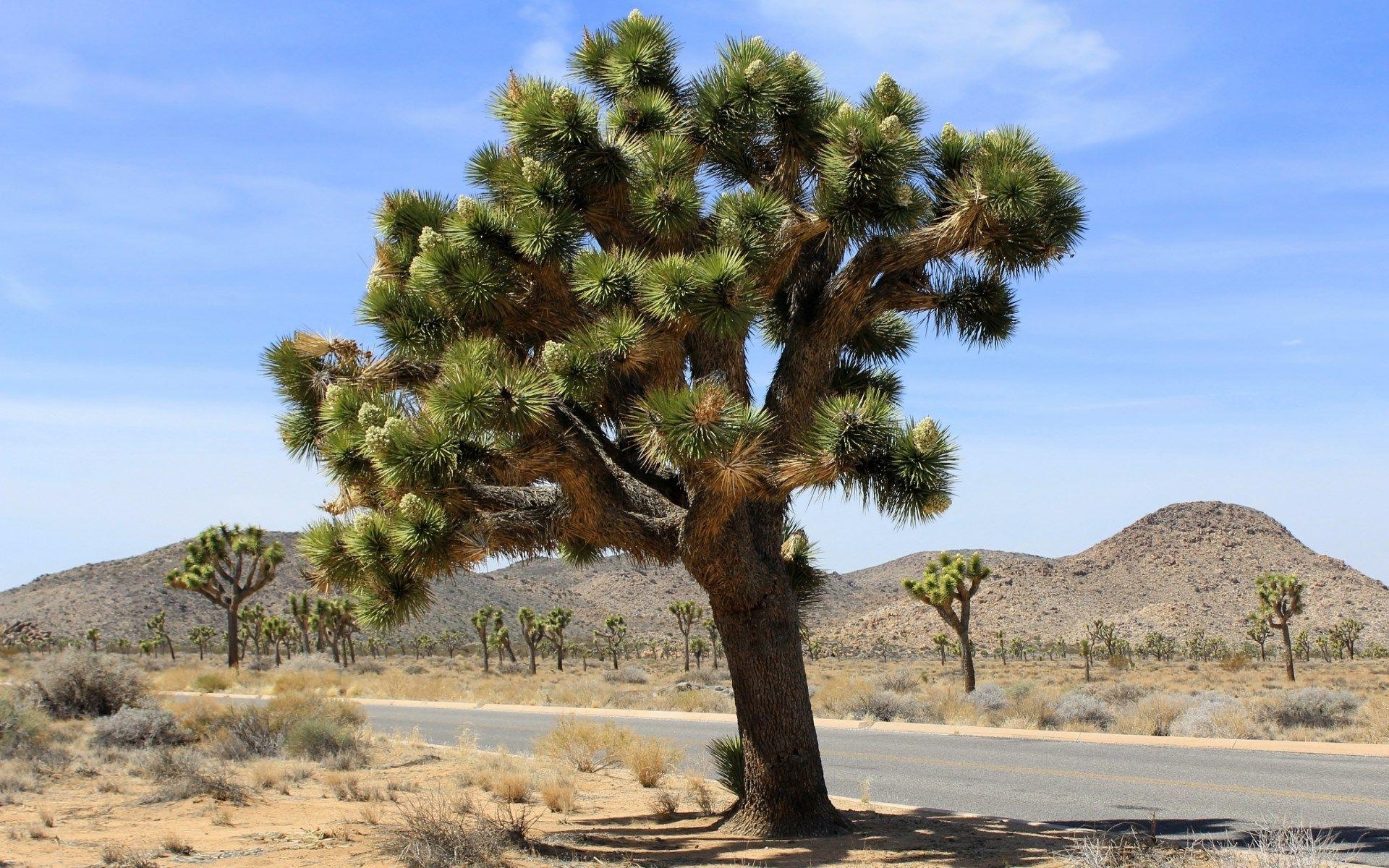 1920x1200 free wallpaper and screensavers for joshua tree national park, Desktop