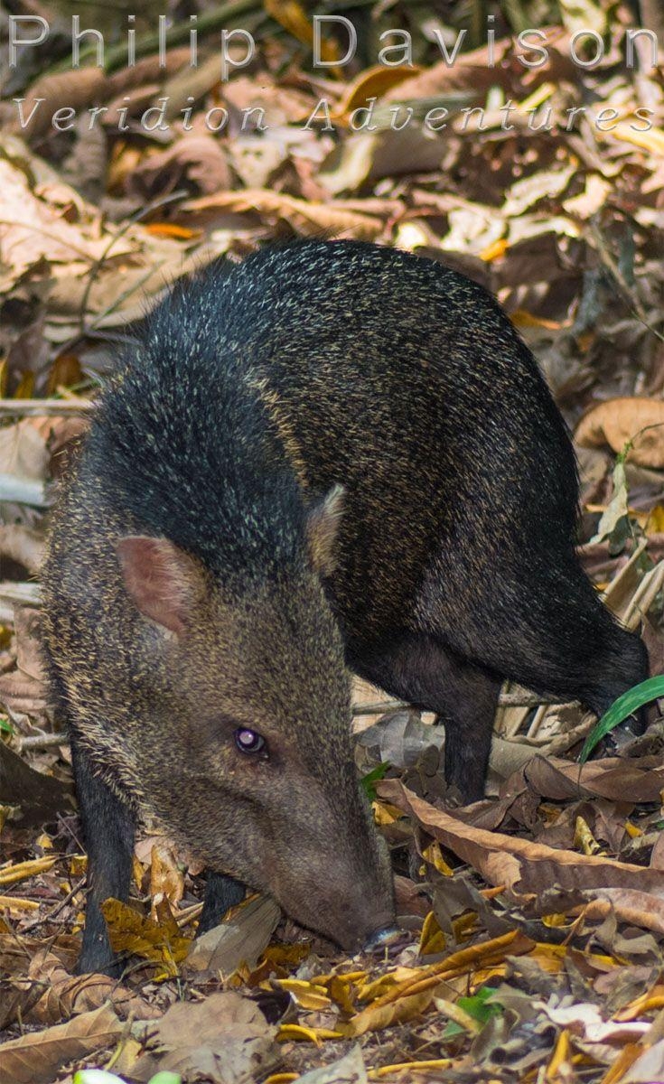 740x1200 Collared Peccary, (Tayassu tajacu). Osa Peninsula, Costa, Phone