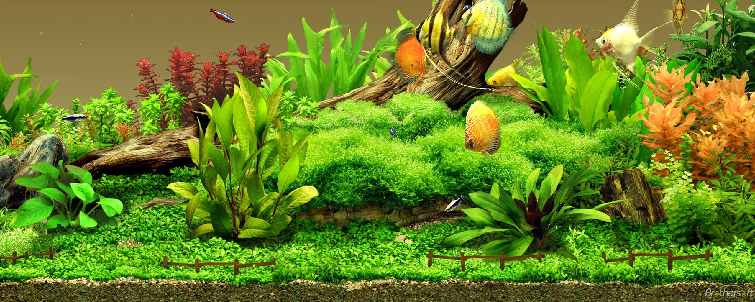 2560x1030 Aquarium Background, Wallpaper, Dual Screen