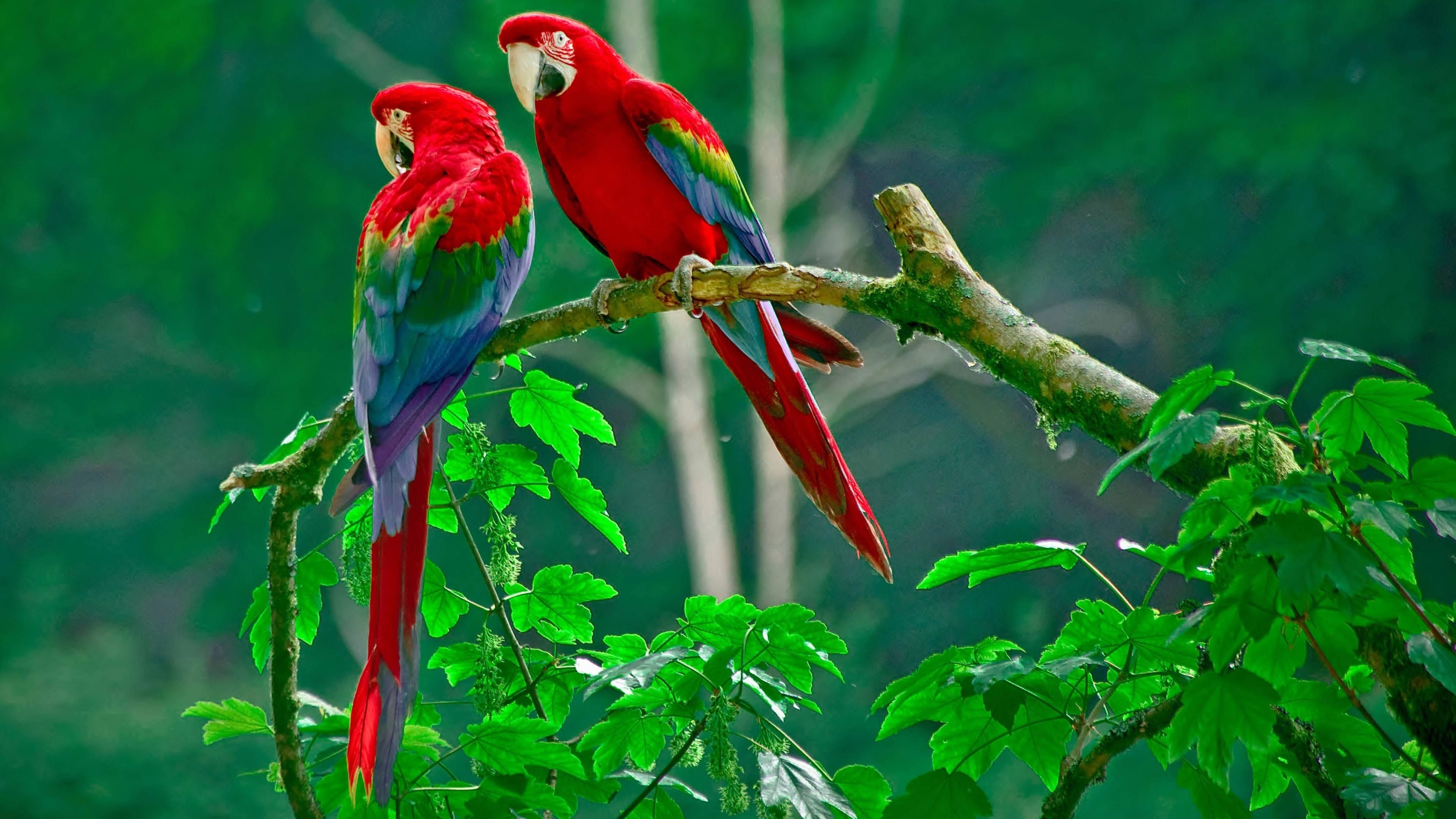 3840x2160 Red Parrot HD Wallpaper, Desktop