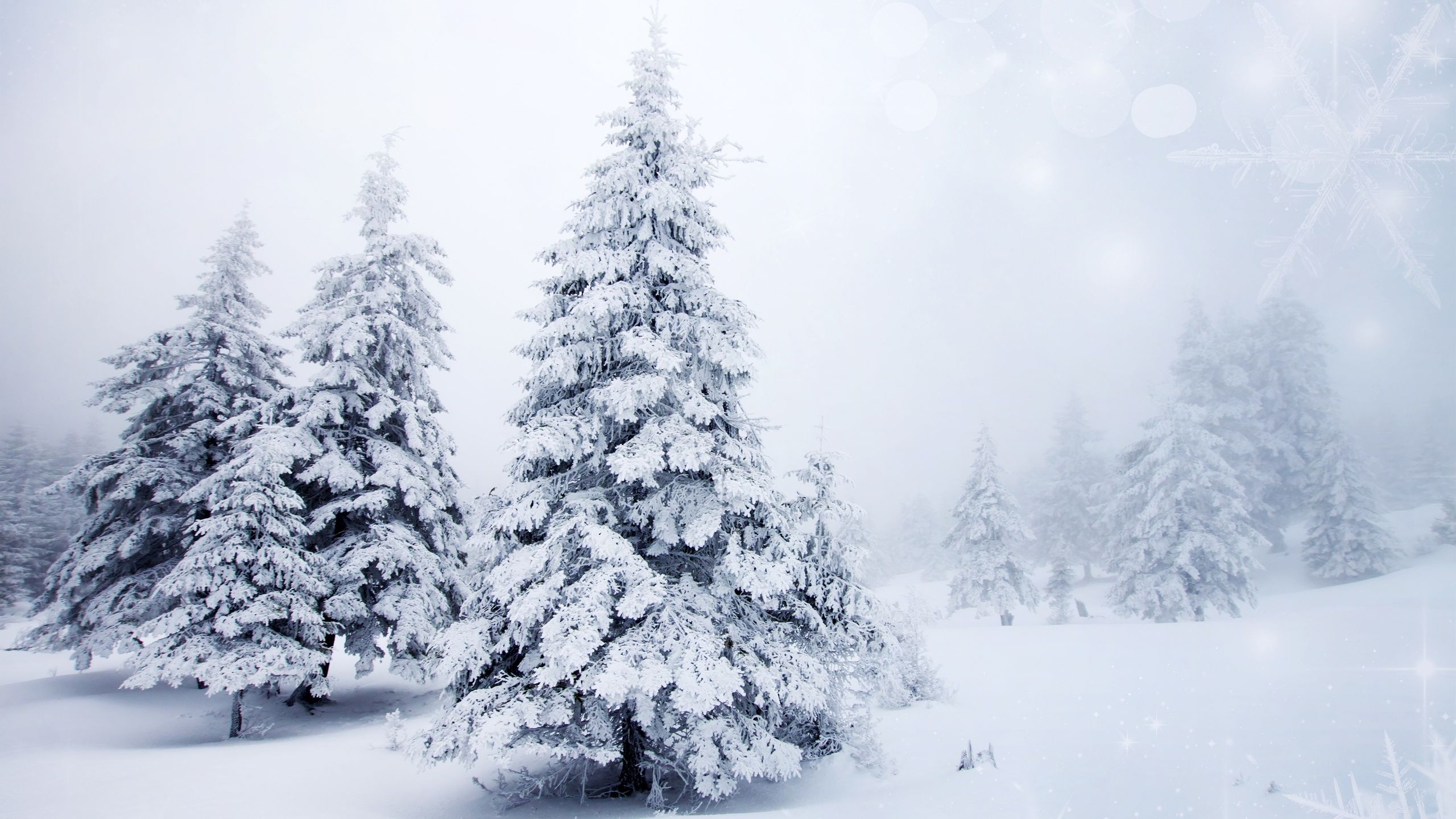 2560x1440 Aesthetic Winter Laptop Wallpaper, Desktop