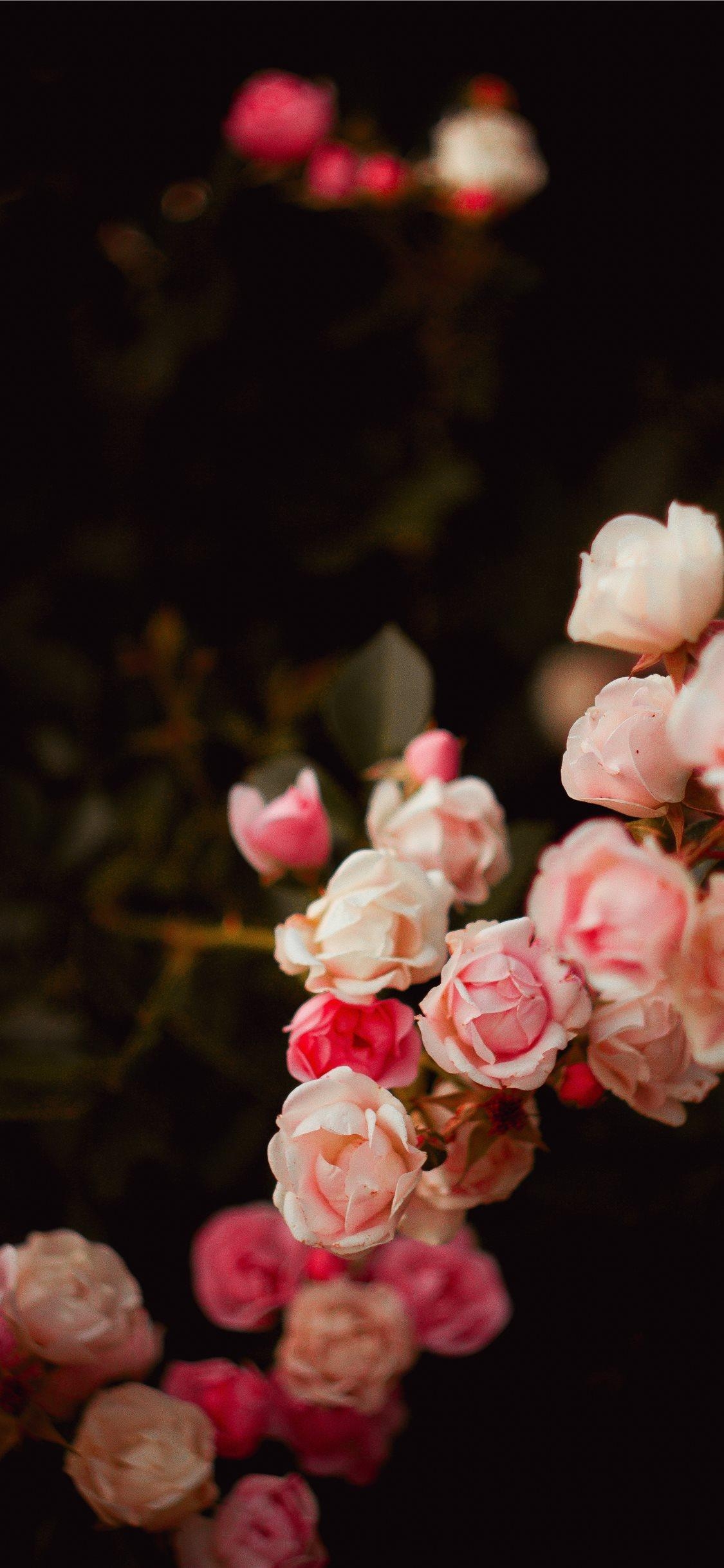 1130x2440 flower iPhone X Wallpaper Free Download, Phone