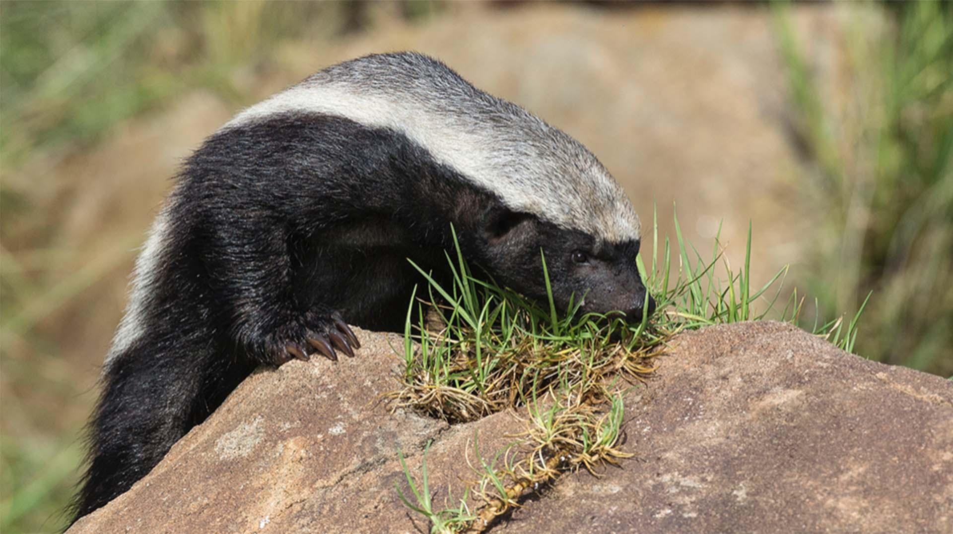 1920x1080 Honey Badger (Ratel). San Diego Zoo Animals & Plants, Desktop