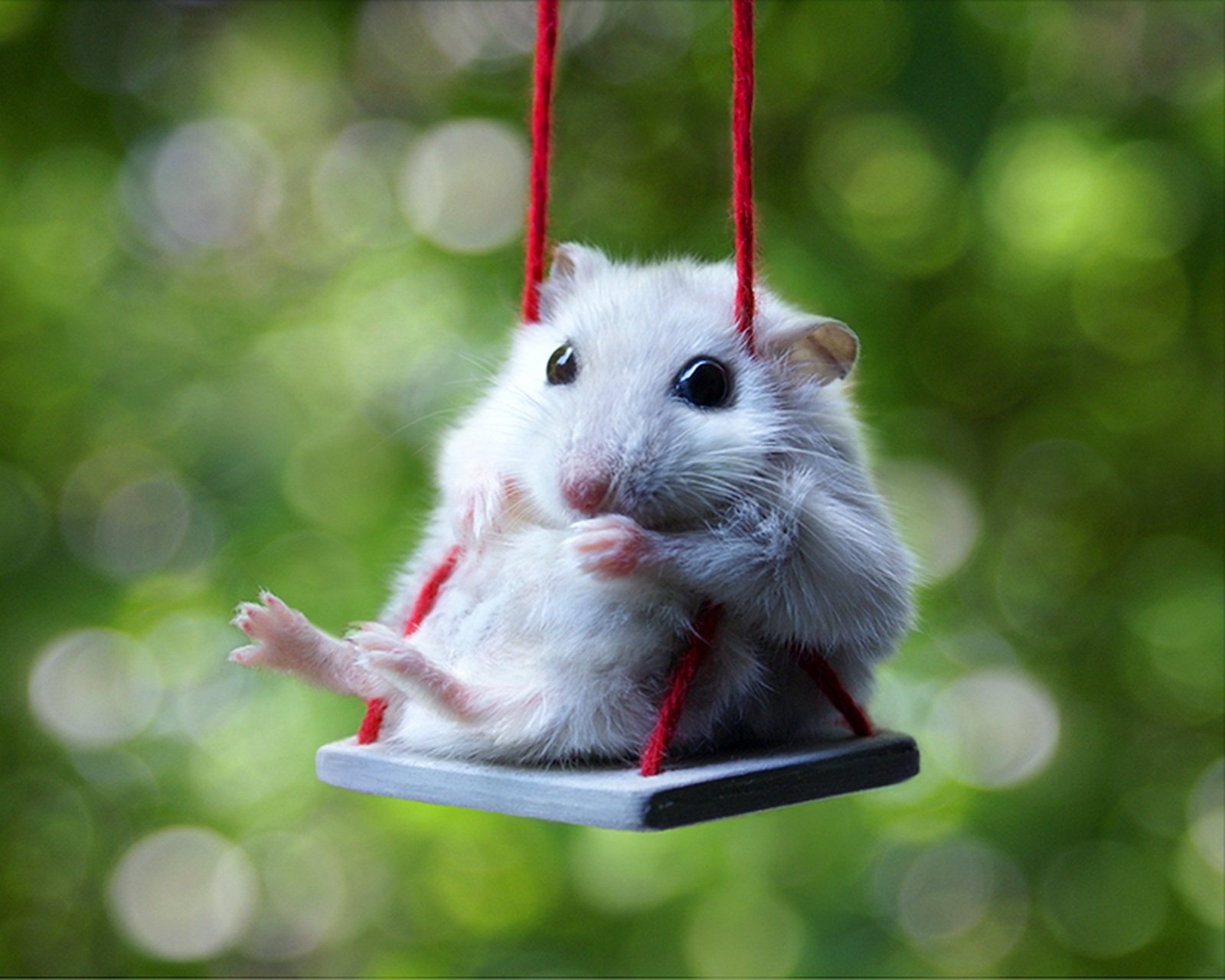 1600x1280 Free download Cute Hamsters Wallpaper cute white hamster wallpaper computer [] for your Desktop, Mobile & Tablet. Explore Hamster Wallpaper Desktop. Cute Hamster Wallpaper, Hamsters Wallpaper, Free Hamster Desktop Wallpaper, Desktop