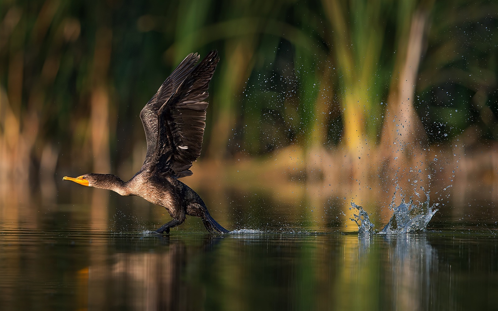 1920x1200 Cormorant Bird Taking Off From Lake Water Desktop Wallpaper, Desktop