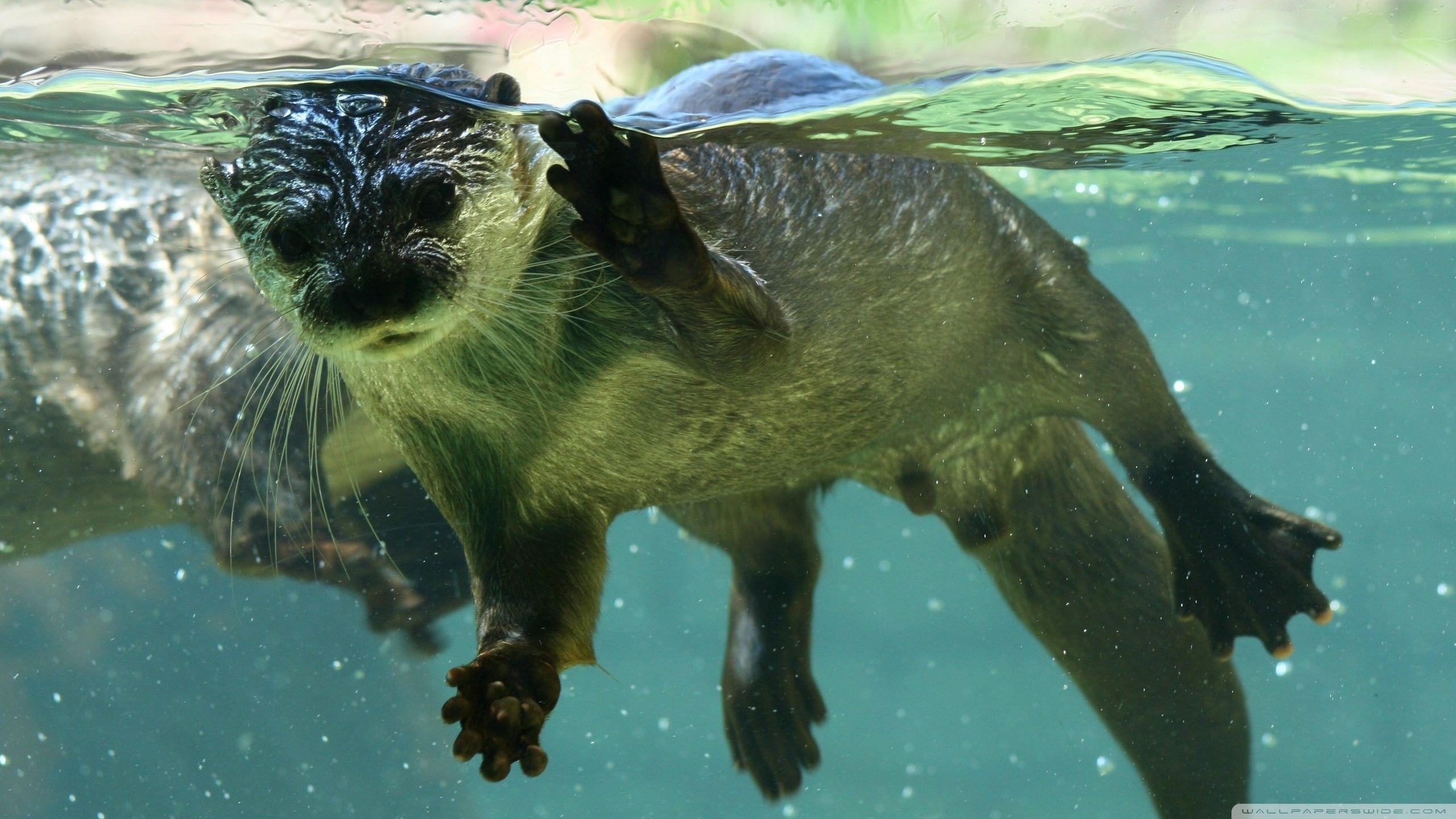 2560x1440 Otter in Water ❤ 4K HD Desktop Wallpaper for 4K Ultra HD TV, Desktop