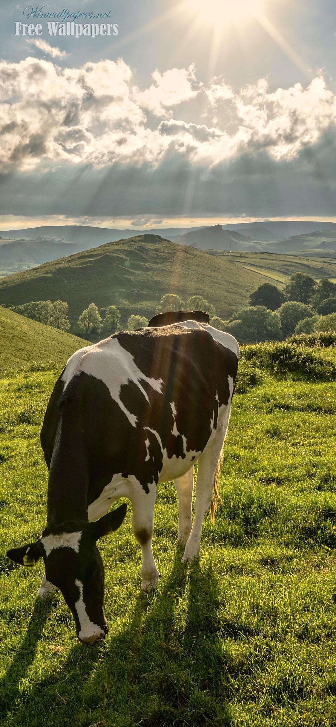 1130x2440 Cow iPhone Wallpaper, Free Stock Wallpaper, Phone