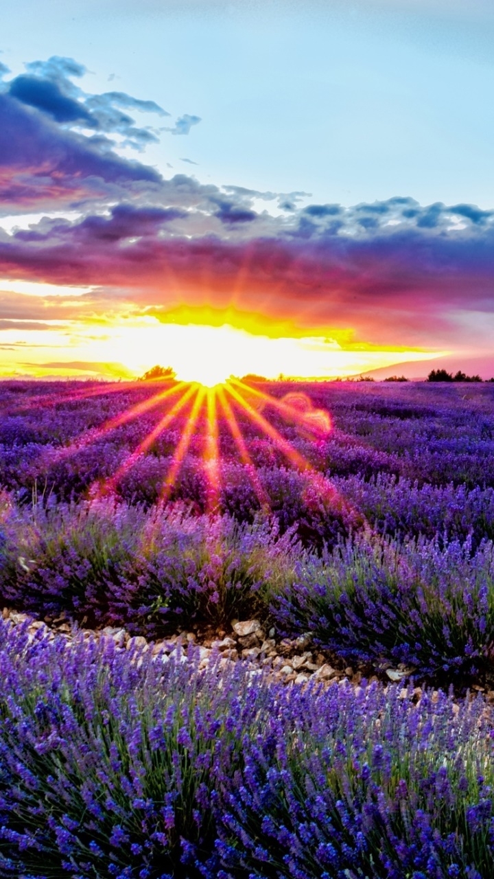 720x1280 Wallpaper / Earth Lavender Phone Wallpaper, Nature, Field, Cloud, Flower, Purple Flower,  free download, Phone