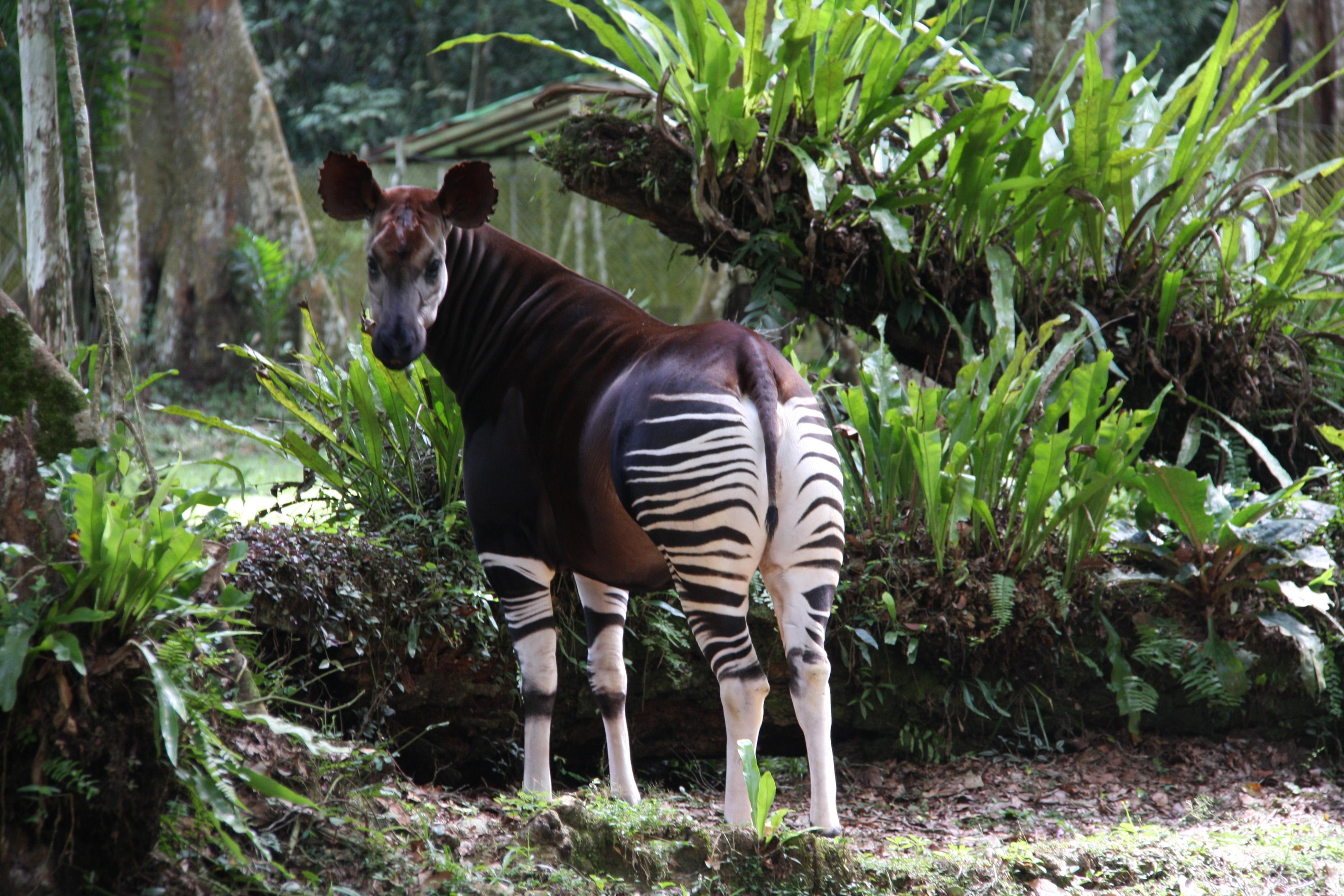 3890x2600 Okapi Background. Okapi Wallpaper, Desktop