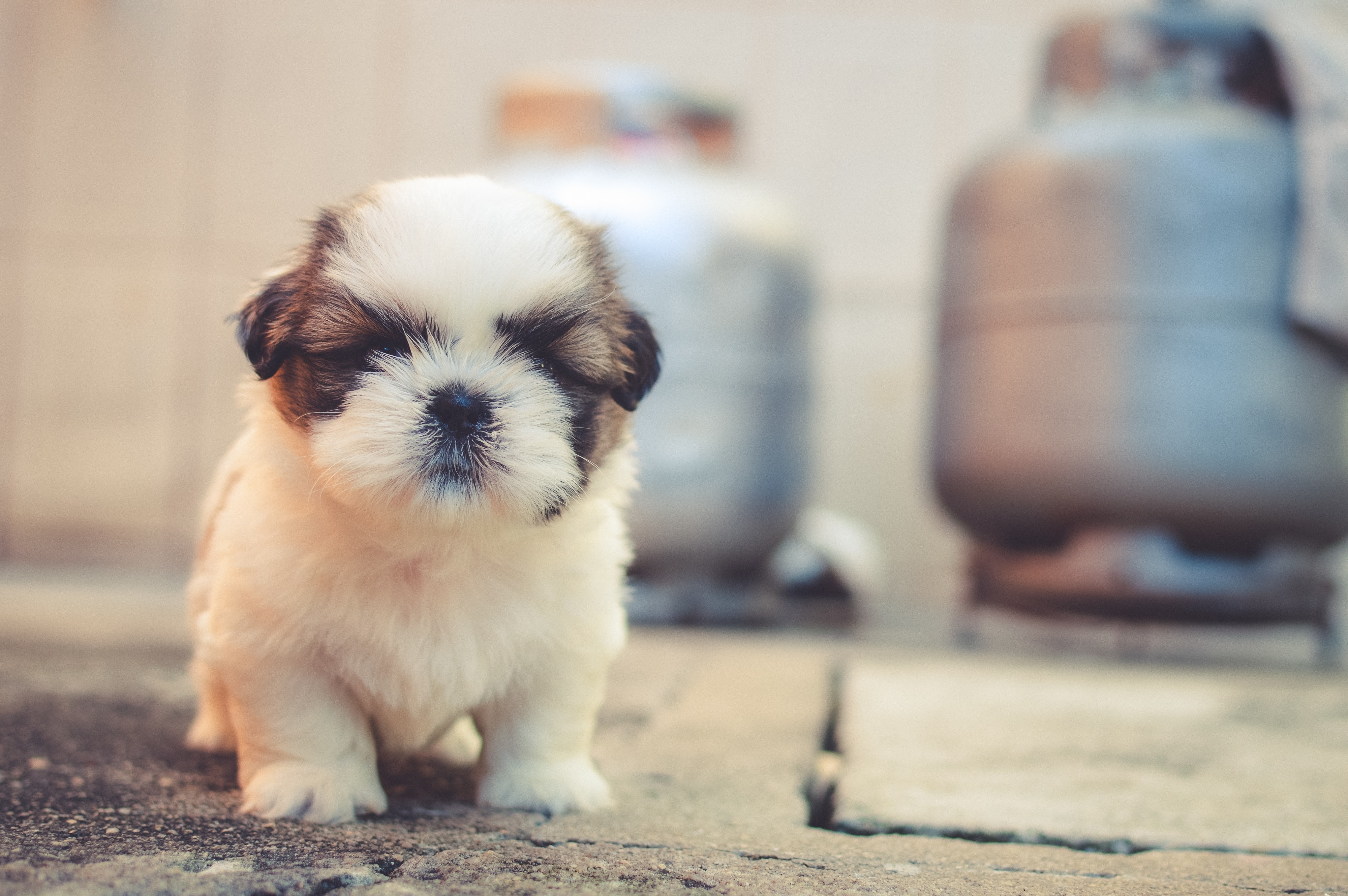 4000x2660 Cute Dogs Photo, Download Free Cute Dogs & HD Image, Desktop