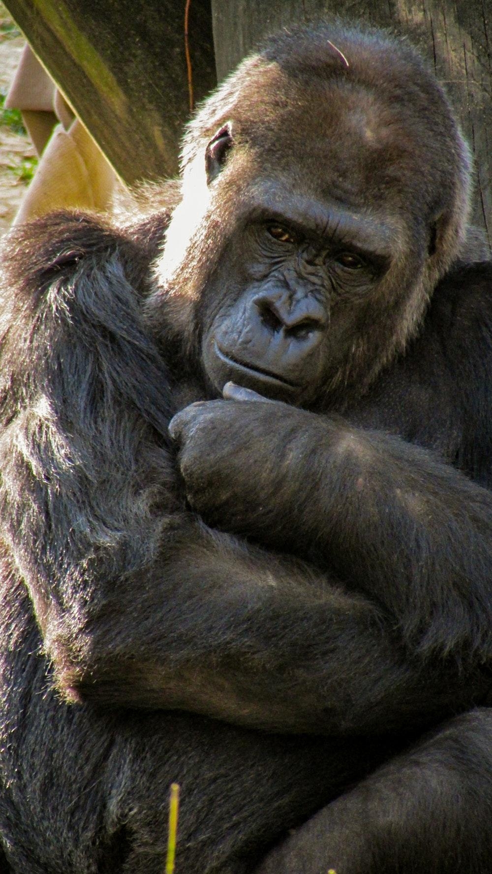 1000x1780 Gorilla Picture. Download Free Image, Phone