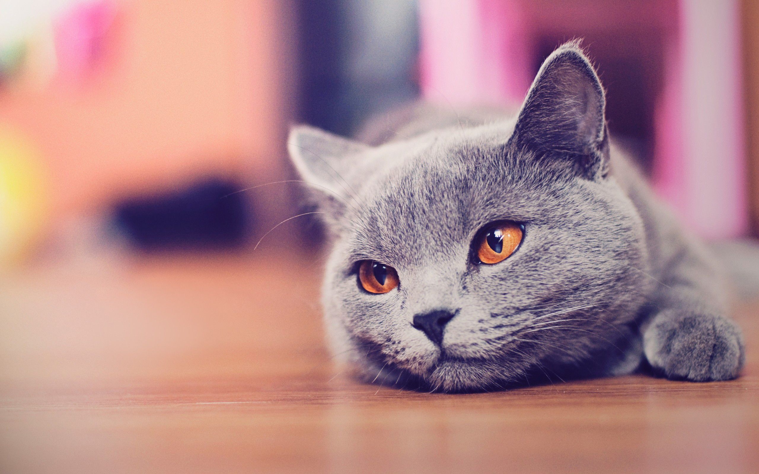 2560x1600 Cat Wallpaper Tumblr, Desktop