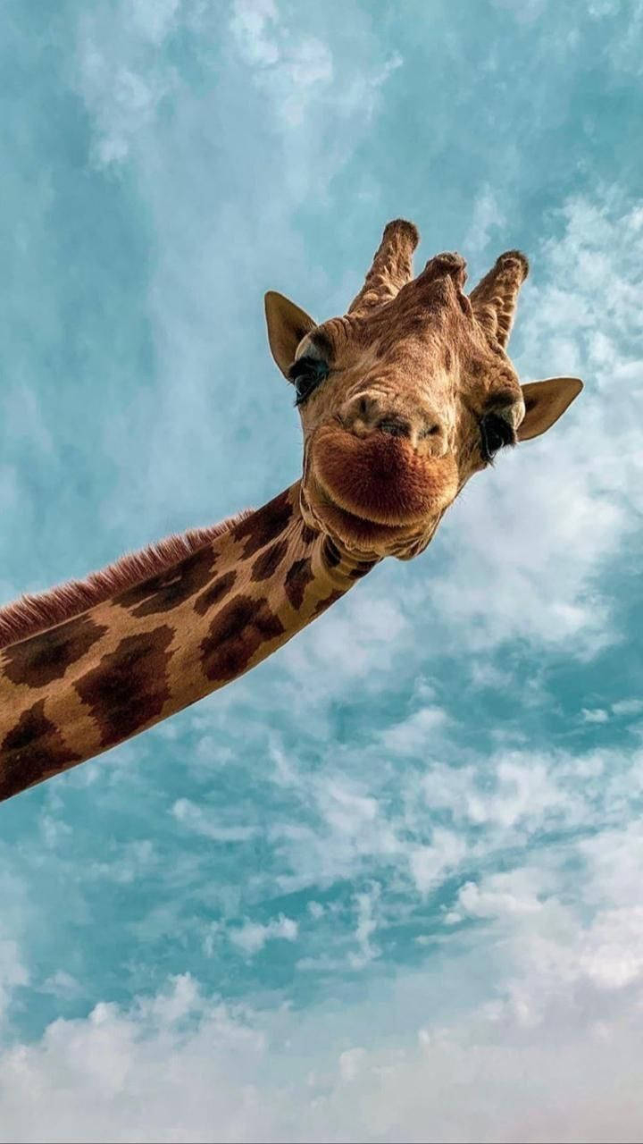 720x1280 Download Cute Giraffe Animal Wallpaper, Phone