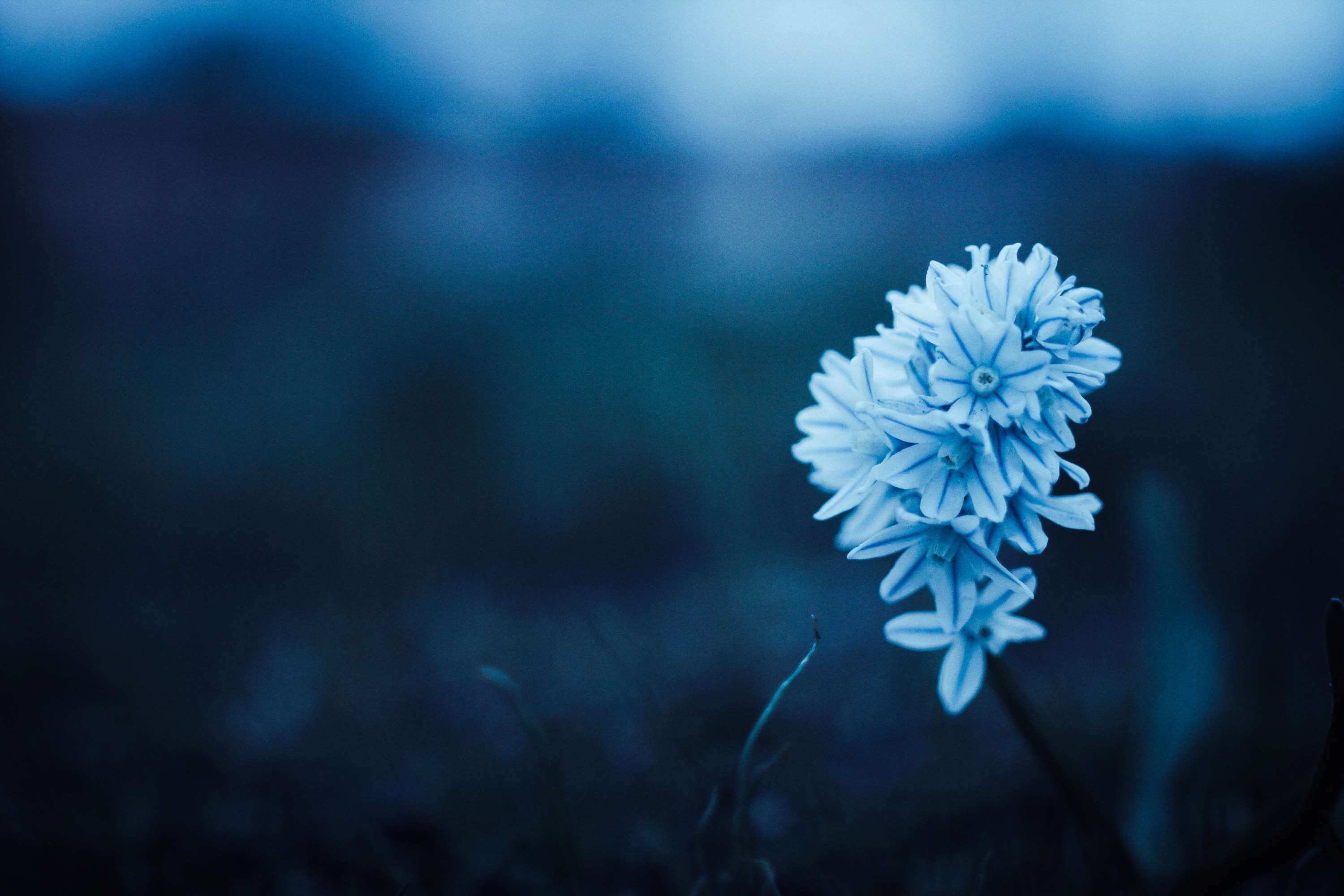 3000x2000 beautiful, blue, flora, flower, monochrome, peaceful Gallery HD Wallpaper, Desktop