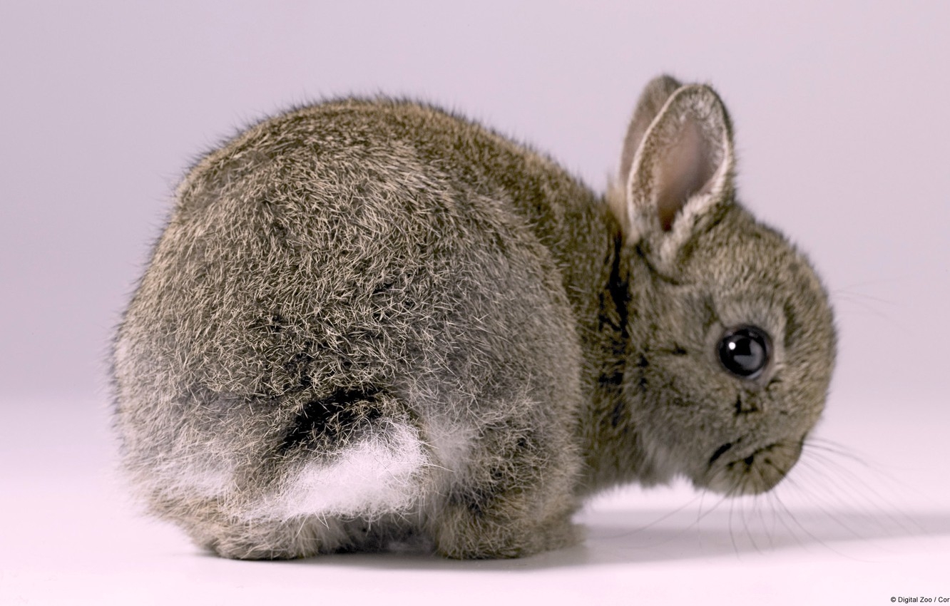 1340x850 Wallpaper Grey, Wallpaper, Rabbit, Baby Bunny image for desktop, section животные, Desktop