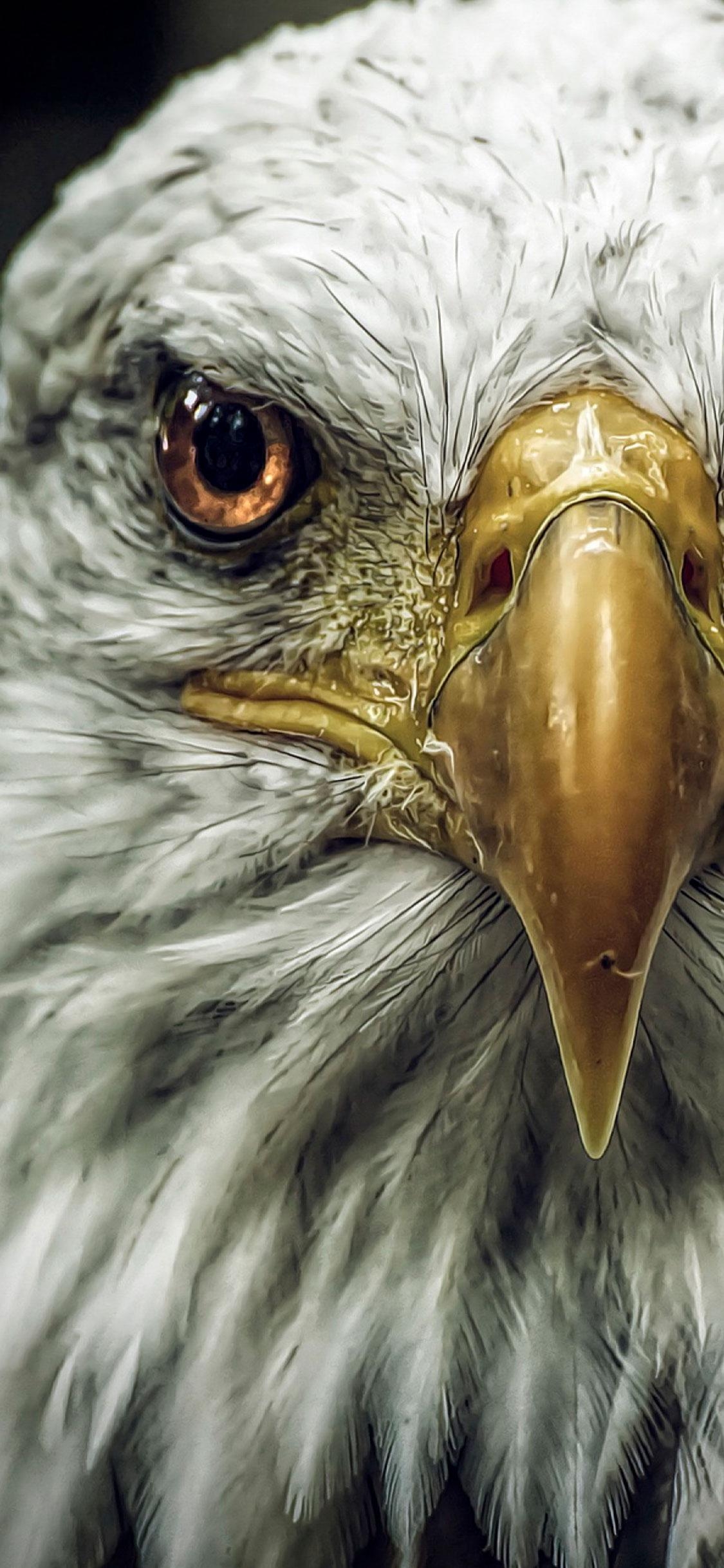 1130x2440 Eagle Wallpaper for iPhone X, 6, Phone