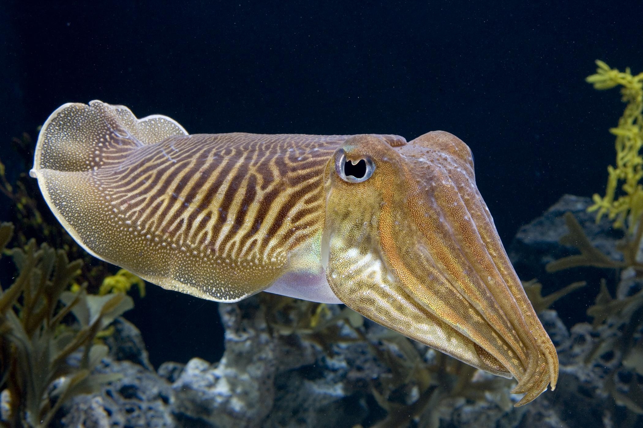 2100x1400 Cuttlefish HD Wallpaper and Background Image, Desktop