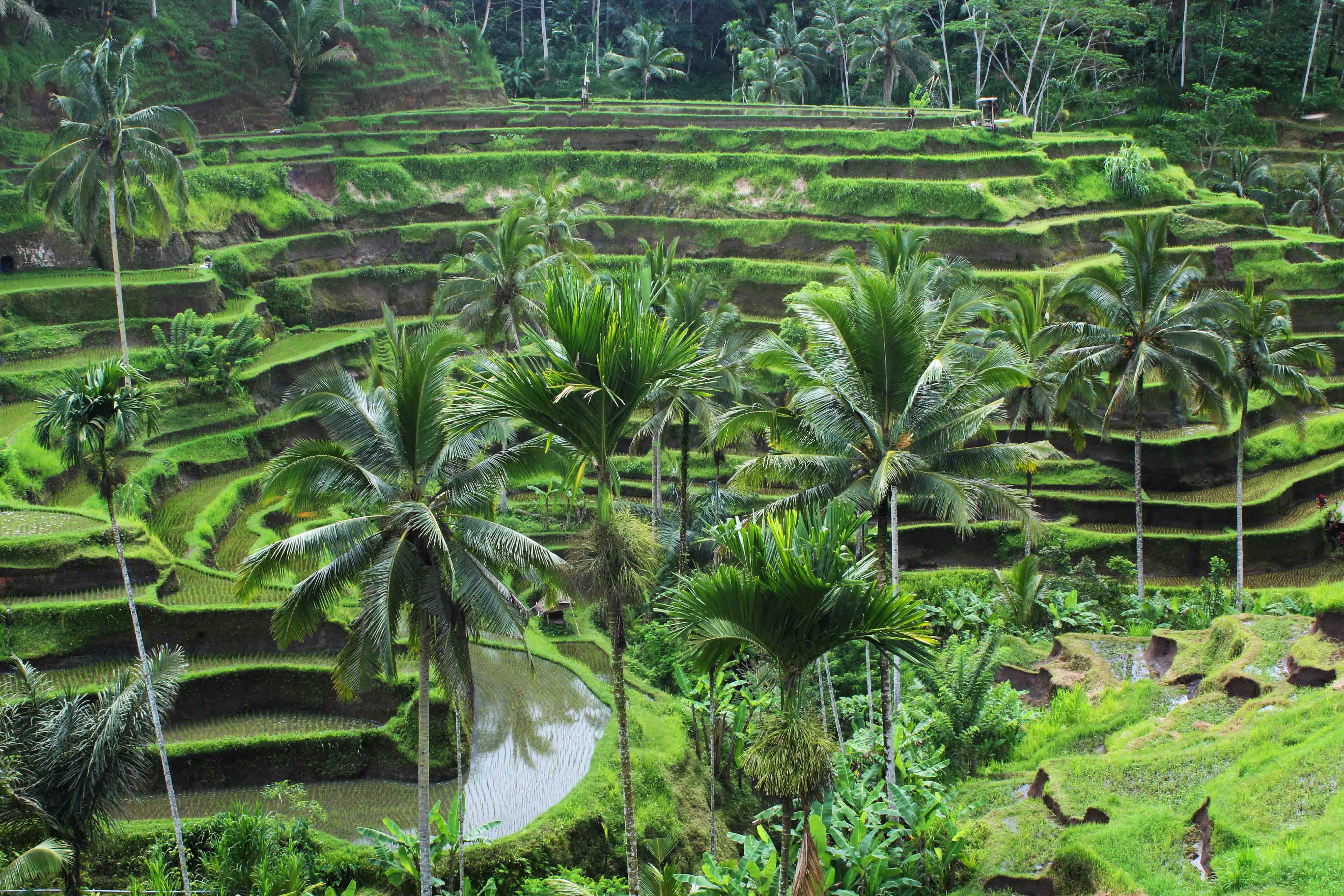 5190x3460 Ubud Wallpaper Image Photo Picture Background, Desktop