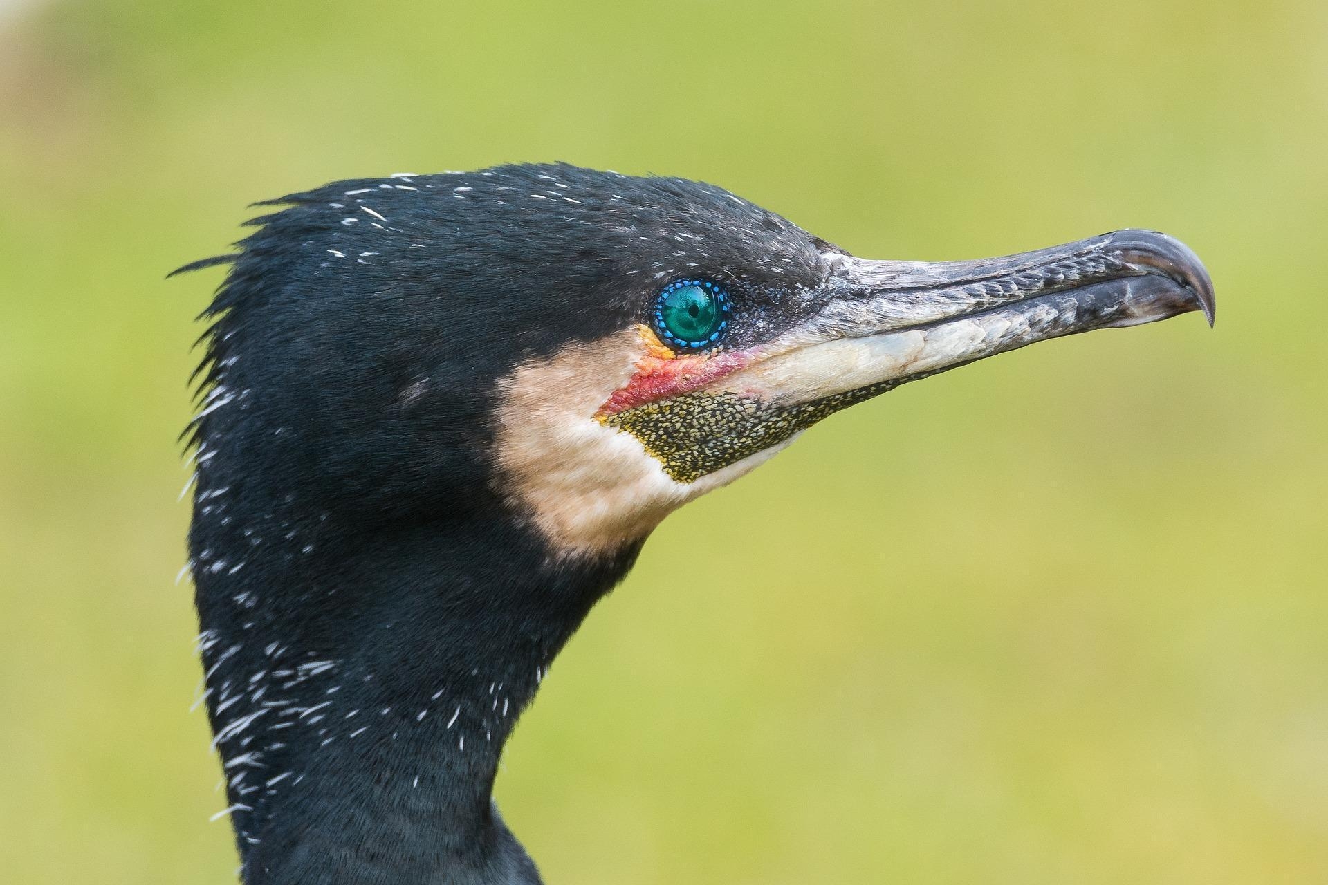 1920x1280 Cormorant Wallpaper HD for Android, Desktop