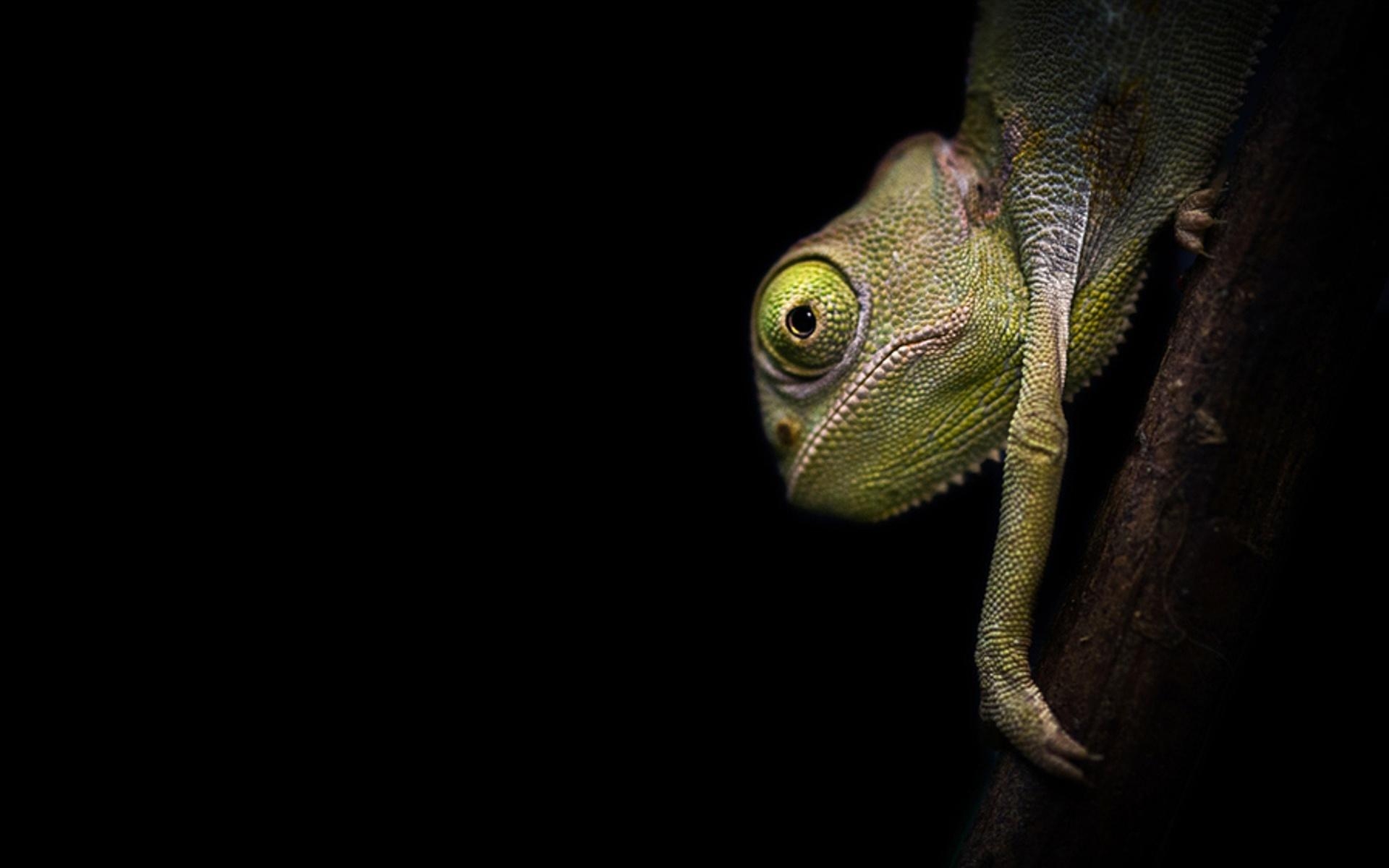 1920x1200 Chameleon HD Wallpaper, Desktop