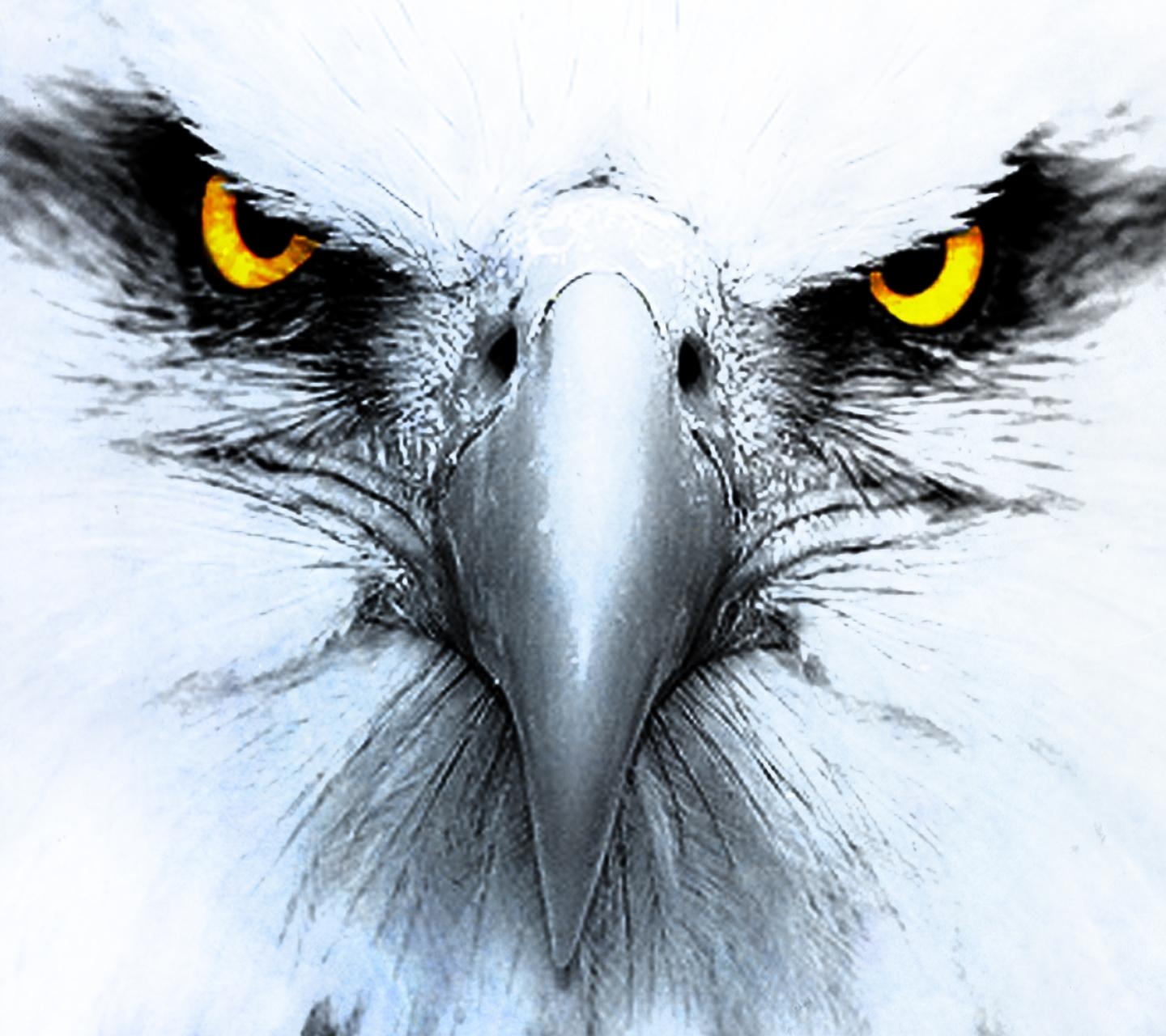 1440x1280 Animal / Eagle Mobile Wallpaper Eye Tattoo Designs, Desktop