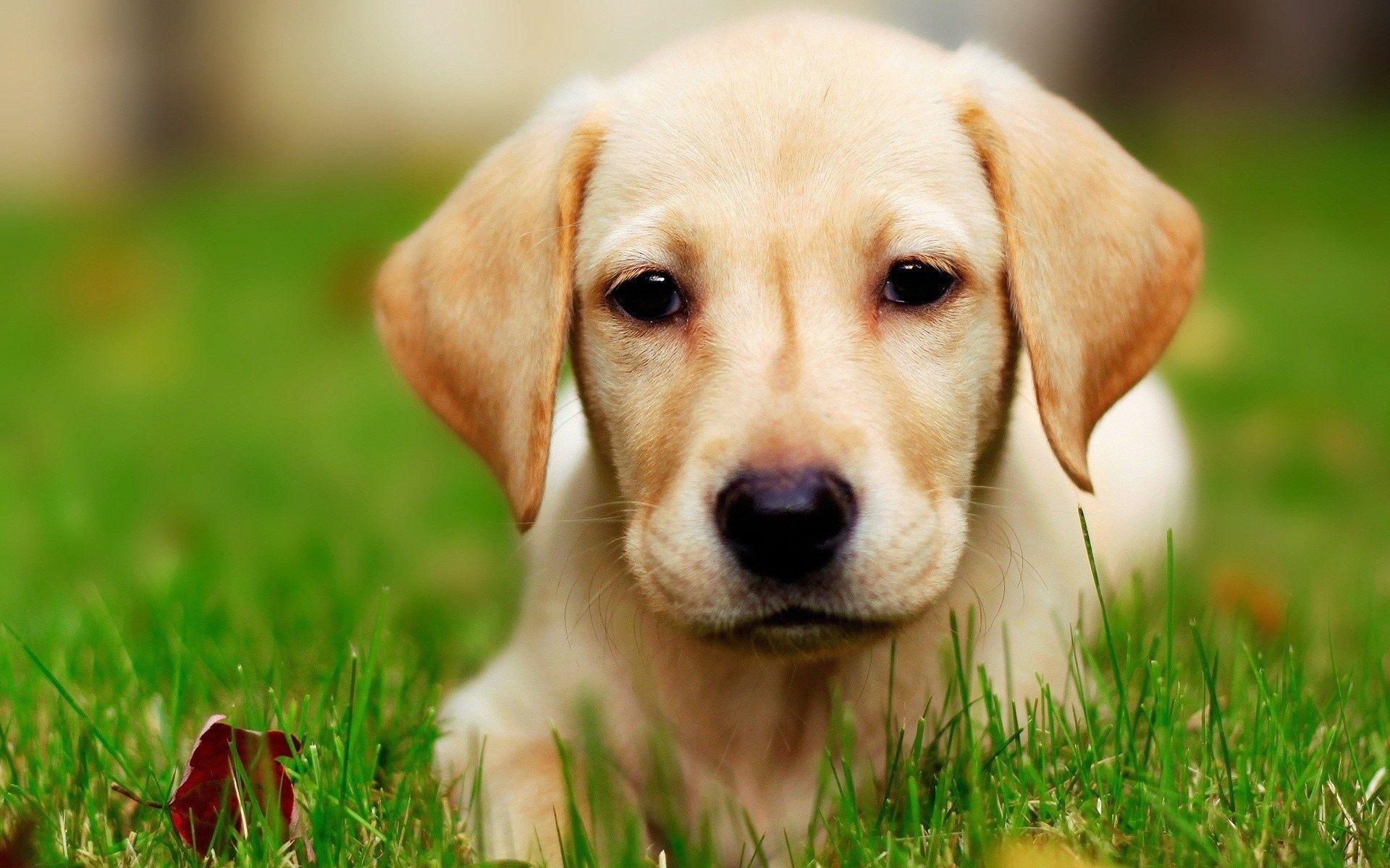 1920x1200 Yellow Lab Puppy Wallpaper, Desktop