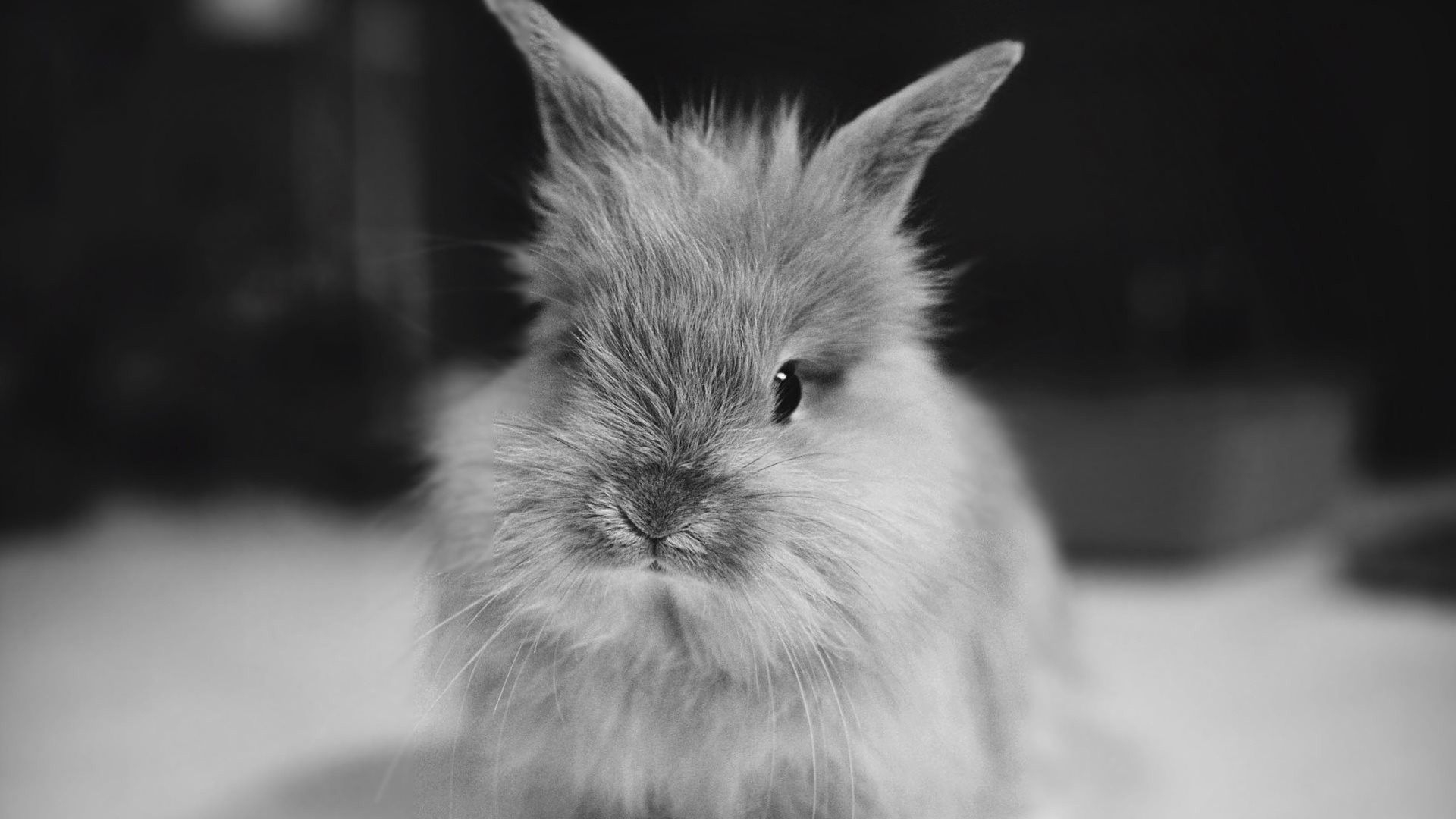 1920x1080 grey bunny. Rabbit wallpaper, Cute bunny picture, Cute animals, Desktop